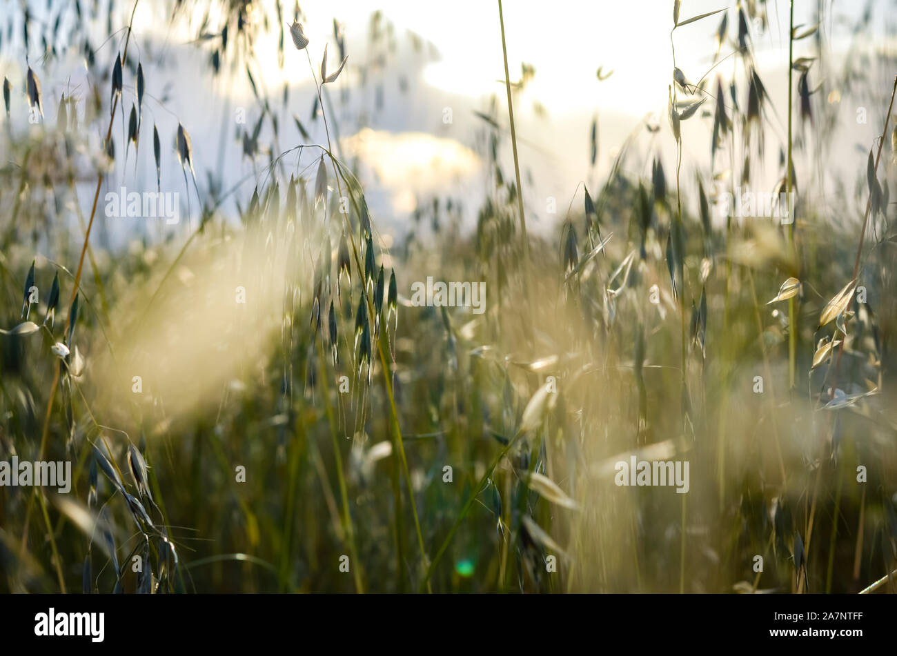 Close-up   view of blurred spring wild oat  field  over bright sky  during  summer  . Stock Photo