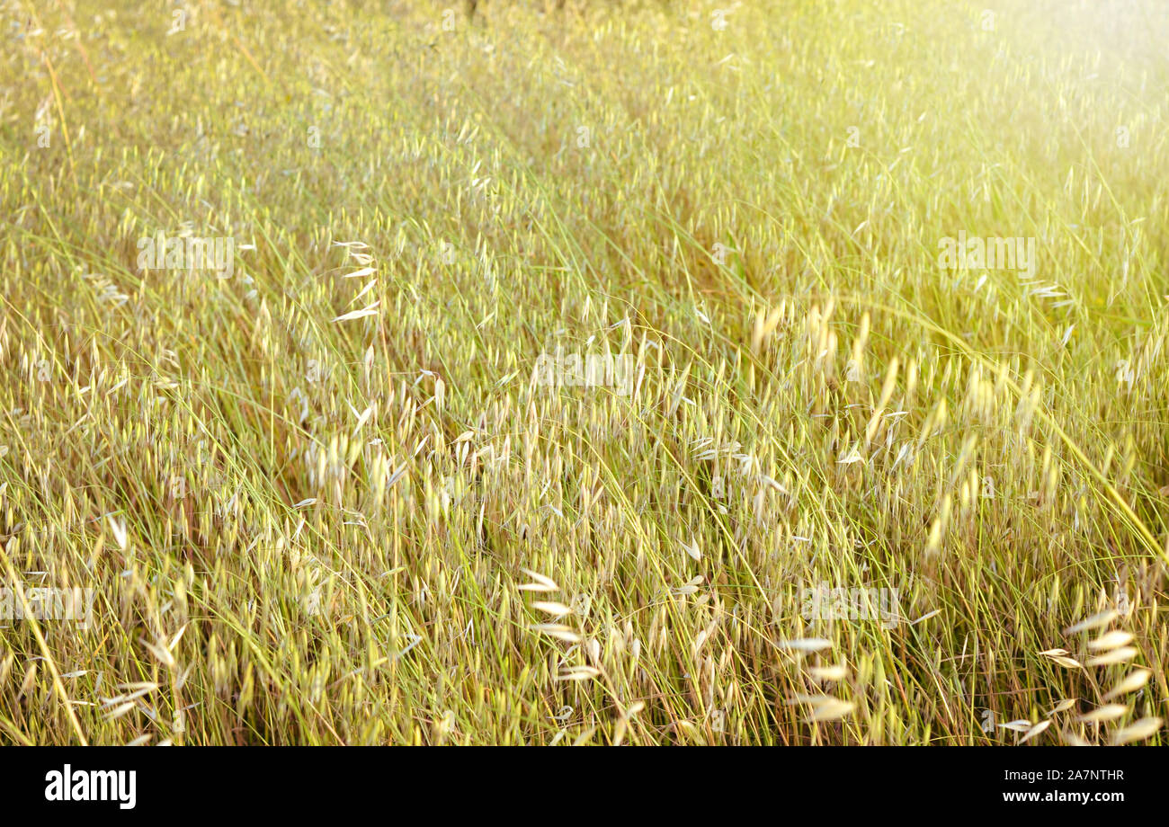Blurred spring wild oat  field   during spring  . Bright warm filter . Stock Photo