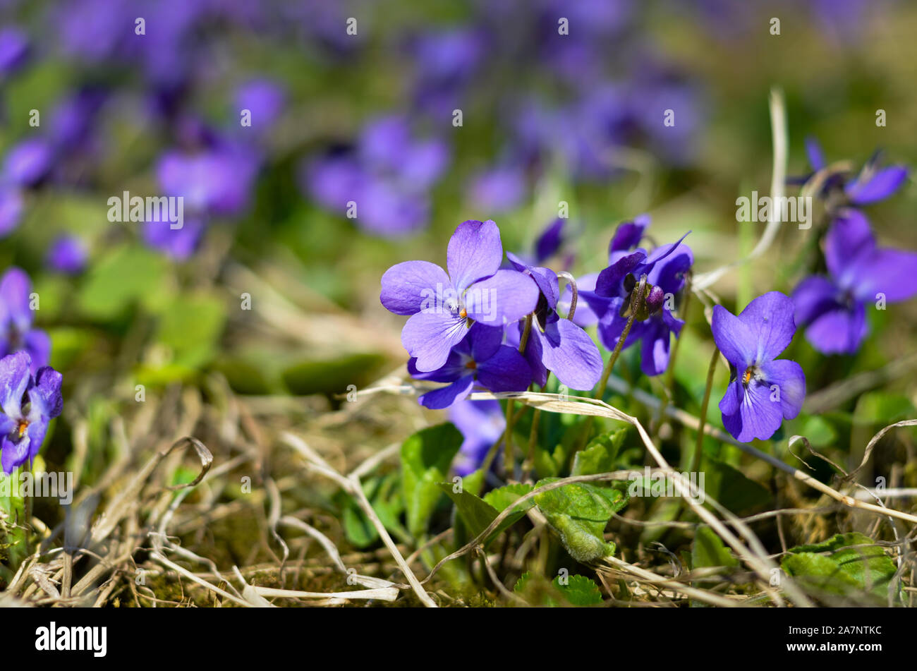 Close-up of  Garden violet during spring . Stock Photo