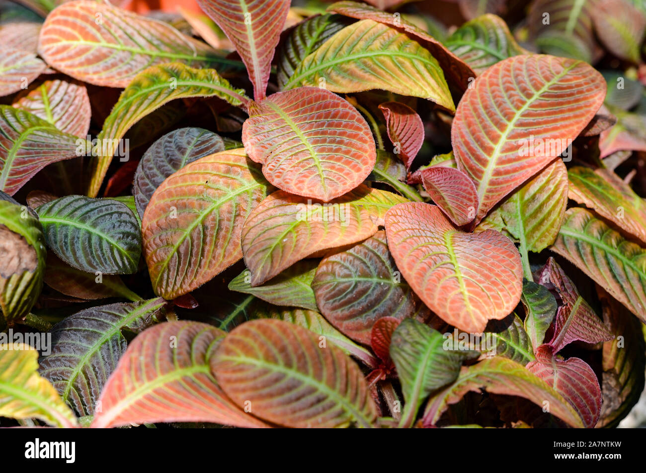 Close-up leaves of Hoffmannia refulgens during spring . Stock Photo