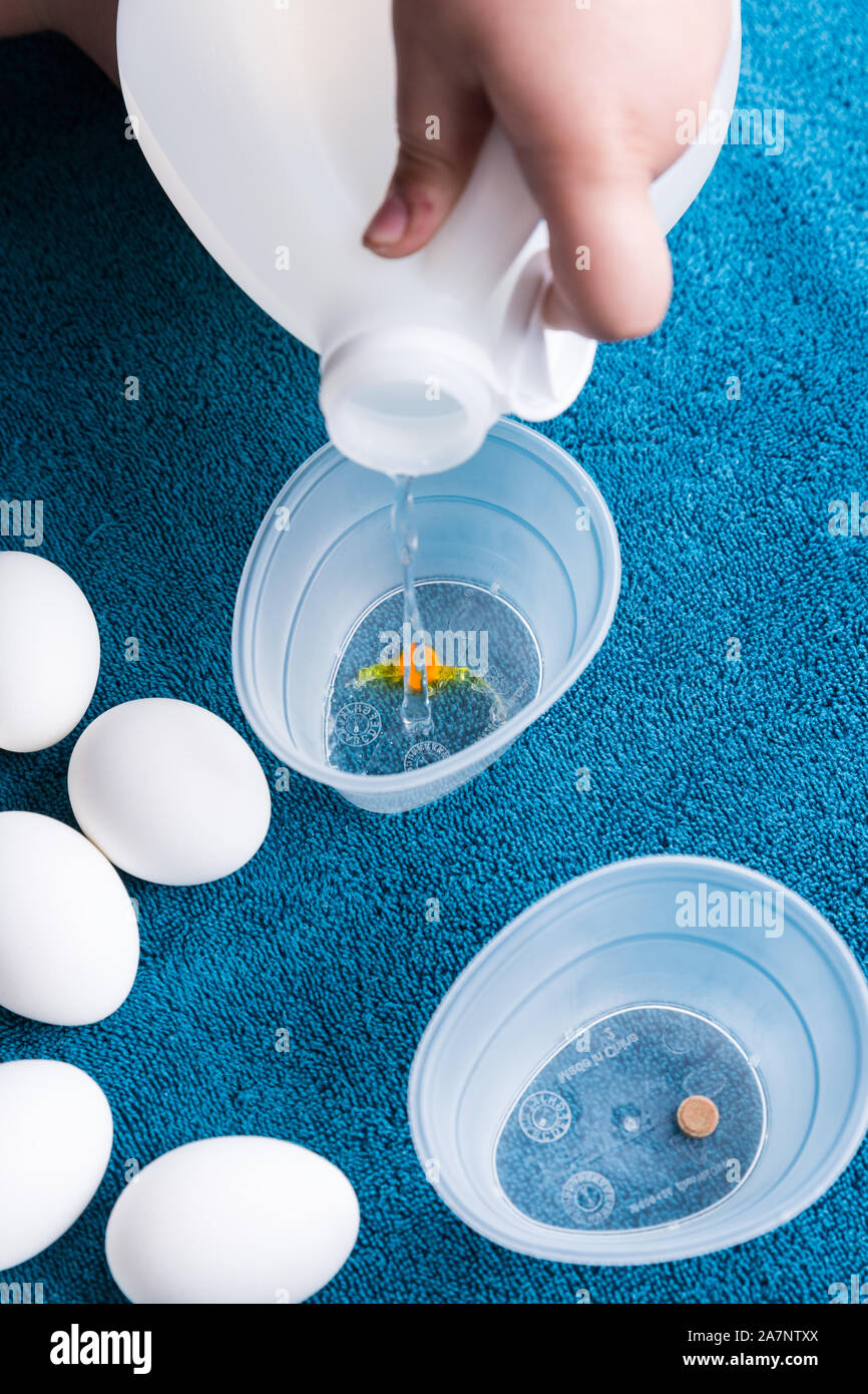 Pouring vinegar into tubs for easter egg dyeing Stock Photo Alamy