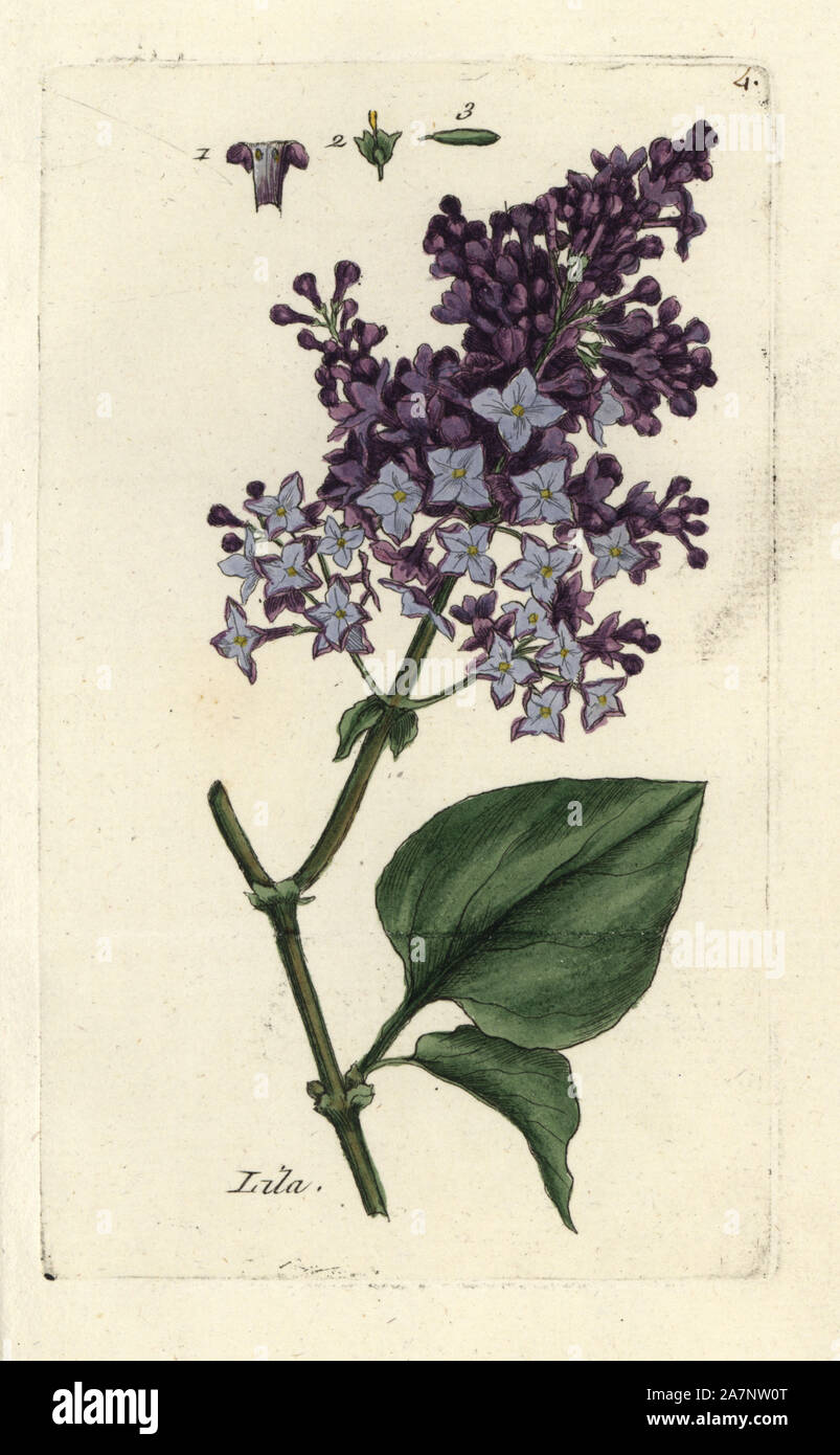 Lilac, Syringa vulgaris. Handcoloured botanical drawn and engraved by Pierre Bulliard from his own 'Flora Parisiensis,' 1776, Paris, P.F. Didot. Pierre Bulliard (1752-1793 was a famous French botanist who pioneered the three-colour-plate printing technique. His introduction to the flowers of Paris included 640 plants. Stock Photo