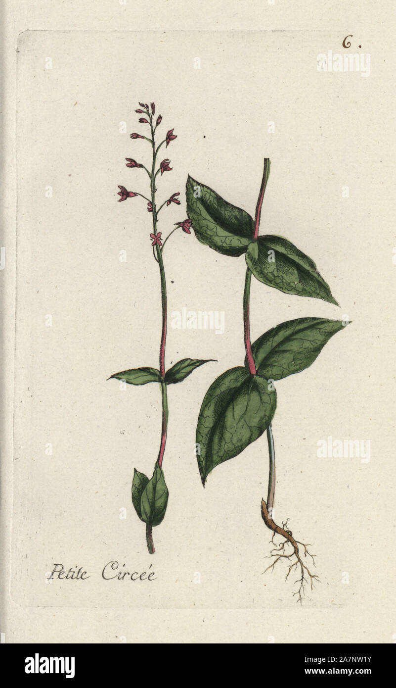 Alpine enchanter's nightshade, Circaea alpina. Handcoloured botanical drawn and engraved by Pierre Bulliard from his own 'Flora Parisiensis,' 1776, Paris, P.F. Didot. Pierre Bulliard (1752-1793 was a famous French botanist who pioneered the three-colour-plate printing technique. His introduction to the flowers of Paris included 640 plants. Stock Photo