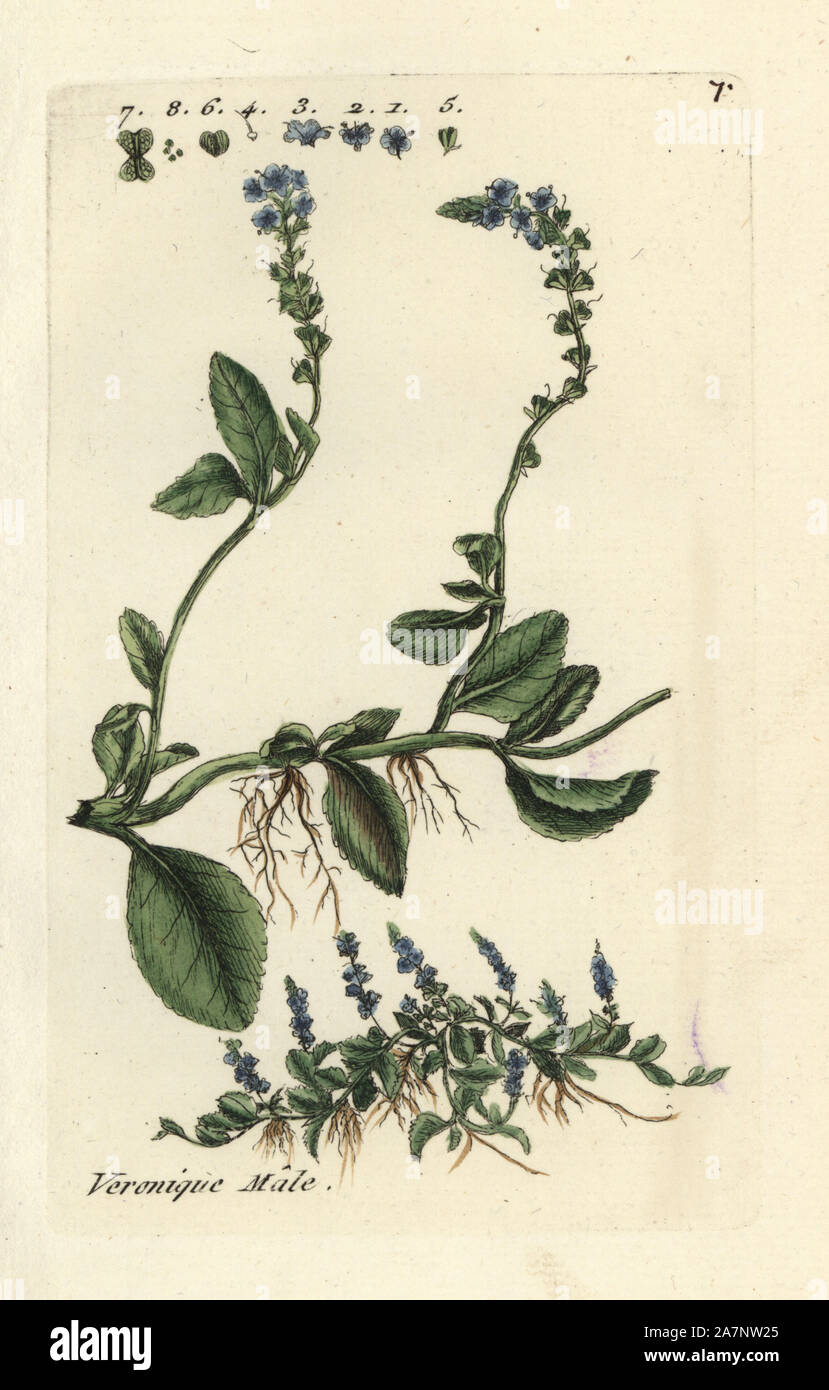 Speedwell, Veronica officinalis. Handcoloured botanical drawn and engraved by Pierre Bulliard from his own 'Flora Parisiensis,' 1776, Paris, P.F. Didot. Pierre Bulliard (1752-1793 was a famous French botanist who pioneered the three-colour-plate printing technique. His introduction to the flowers of Paris included 640 plants. Stock Photo