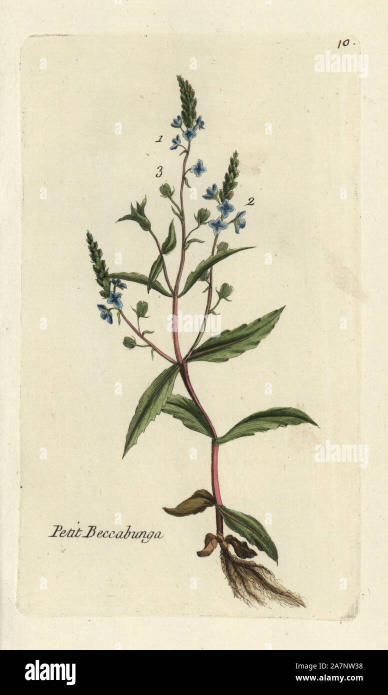 Water speedwell, Veronica anagallis-aquatica. Handcoloured botanical drawn and engraved by Pierre Bulliard from his own "Flora Parisiensis," 1776, Paris, P.F. Didot. Pierre Bulliard (1752-1793 was a famous French botanist who pioneered the three-colour-plate printing technique. His introduction to the flowers of Paris included 640 plants. Stock Photo
