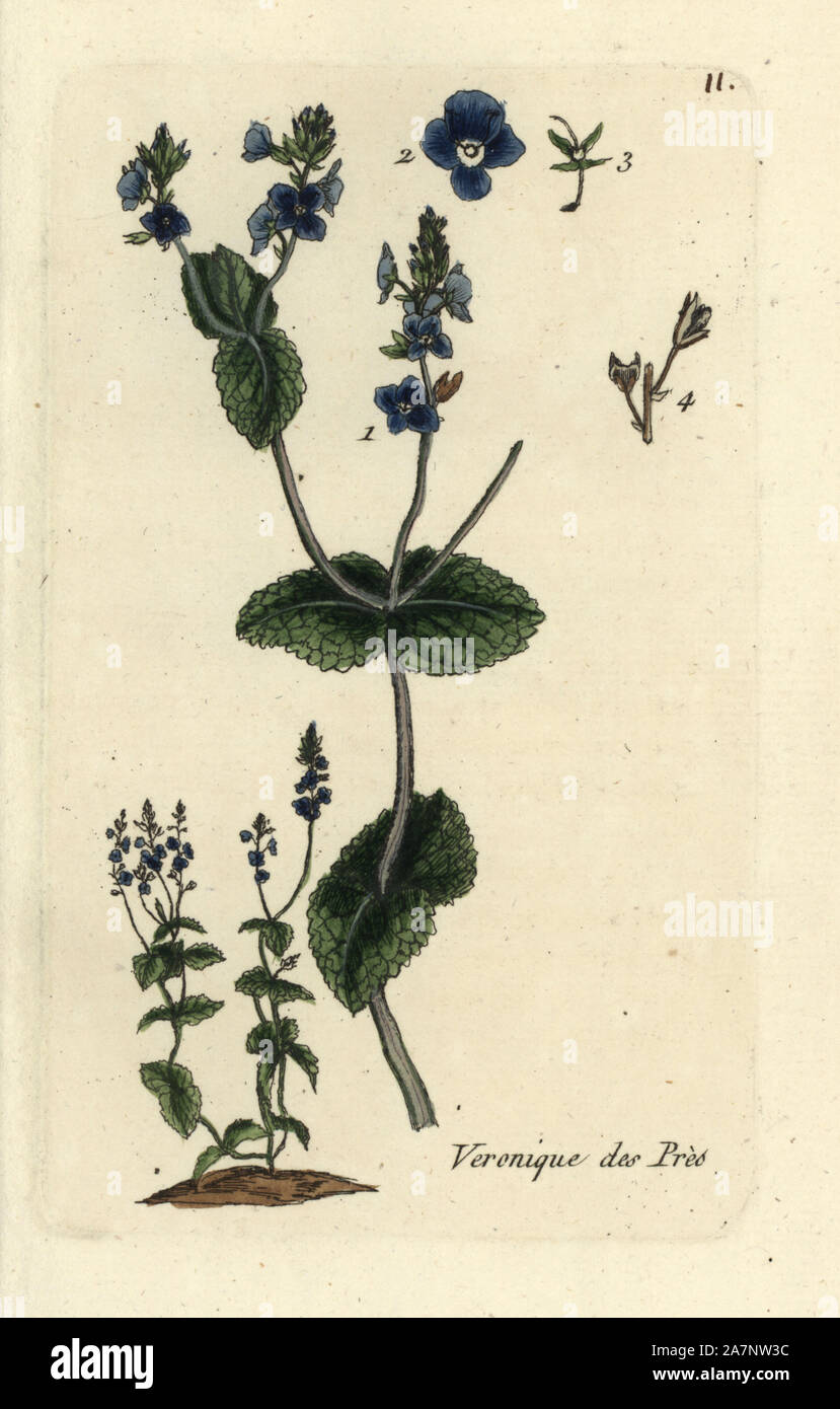 Creeping or Hungarian speedwell, Veronica austriaca subsp. teucrium. Handcoloured botanical drawn and engraved by Pierre Bulliard from his own 'Flora Parisiensis,' 1776, Paris, P.F. Didot. Pierre Bulliard (1752-1793 was a famous French botanist who pioneered the three-colour-plate printing technique. His introduction to the flowers of Paris included 640 plants. Stock Photo