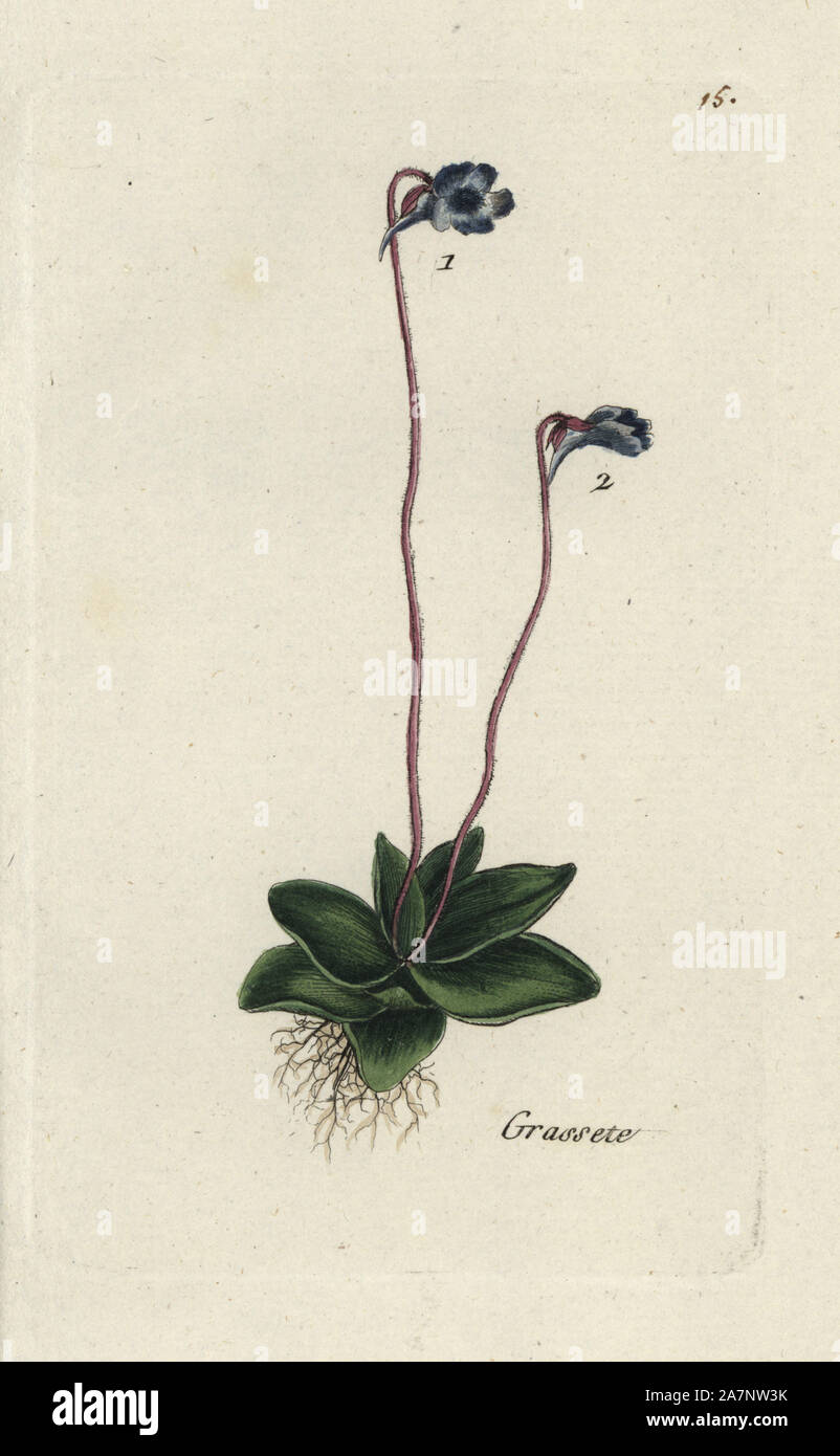 Common butterwort, Pinguicula vulgaris. Handcoloured botanical drawn and engraved by Pierre Bulliard from his own 'Flora Parisiensis,' 1776, Paris, P.F. Didot. Pierre Bulliard (1752-1793 was a famous French botanist who pioneered the three-colour-plate printing technique. His introduction to the flowers of Paris included 640 plants. Stock Photo