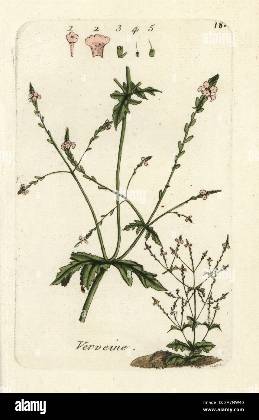 Vervain, Verbena officinalis. Handcoloured botanical drawn and engraved by Pierre Bulliard from his own 'Flora Parisiensis,' 1776, Paris, P.F. Didot. Pierre Bulliard (1752-1793 was a famous French botanist who pioneered the three-colour-plate printing technique. His introduction to the flowers of Paris included 640 plants. Stock Photo