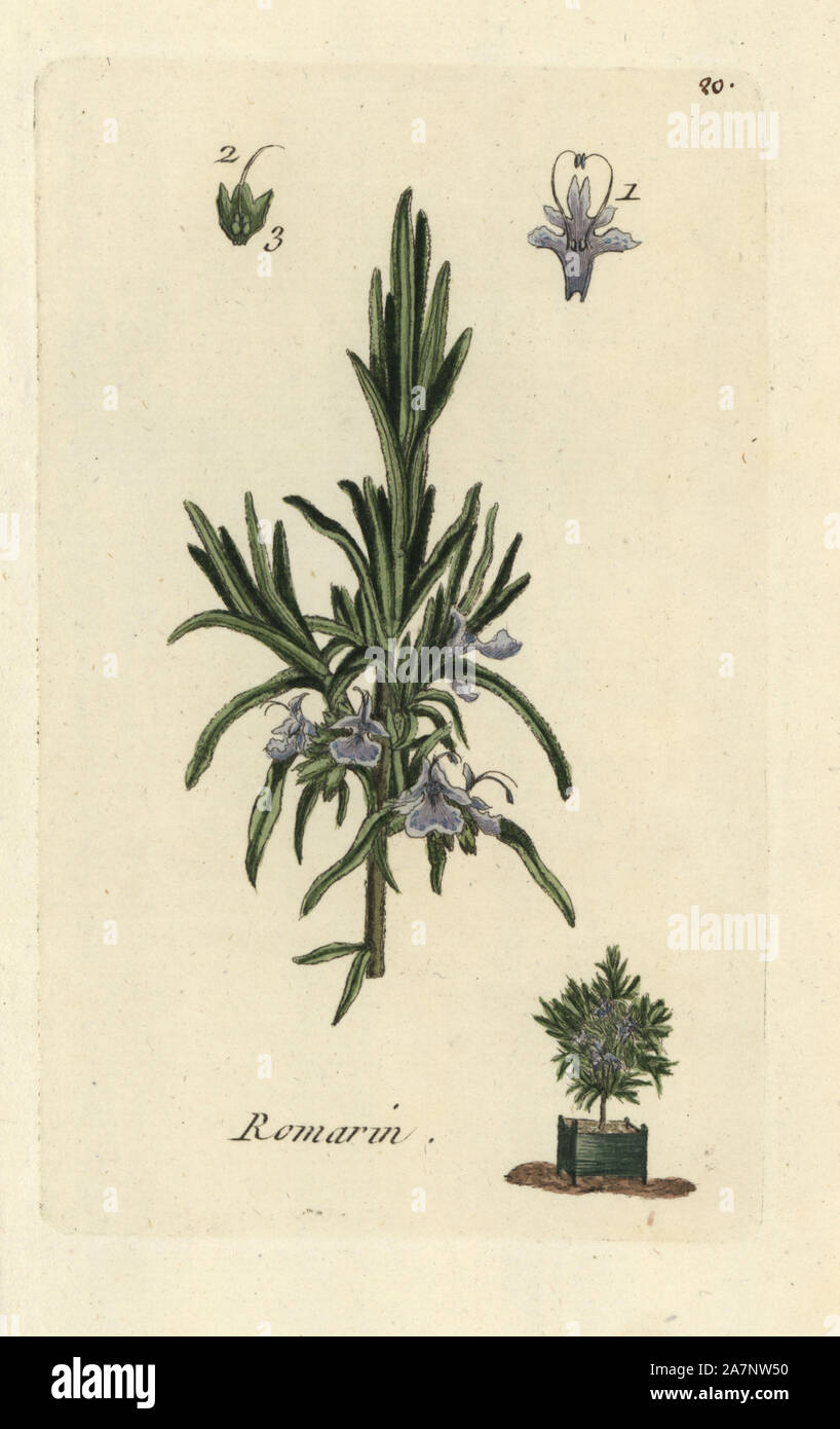 Rosemary, Rosmarinus officinalis. Handcoloured botanical drawn and engraved by Pierre Bulliard from his own 'Flora Parisiensis,' 1776, Paris, P.F. Didot. Pierre Bulliard (1752-1793 was a famous French botanist who pioneered the three-colour-plate printing technique. His introduction to the flowers of Paris included 640 plants. Stock Photo
