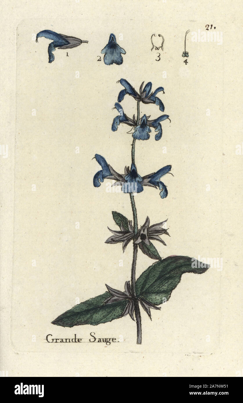 Sage, Salvia officinalis. Handcoloured botanical drawn and engraved by Pierre Bulliard from his own 'Flora Parisiensis,' 1776, Paris, P.F. Didot. Pierre Bulliard (1752-1793 was a famous French botanist who pioneered the three-colour-plate printing technique. His introduction to the flowers of Paris included 640 plants. Stock Photo