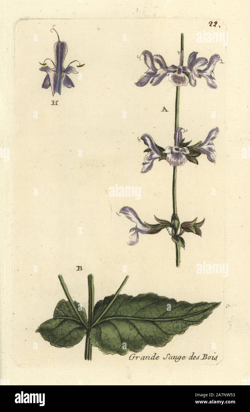 P sylvestris hi-res stock photography and images - Alamy