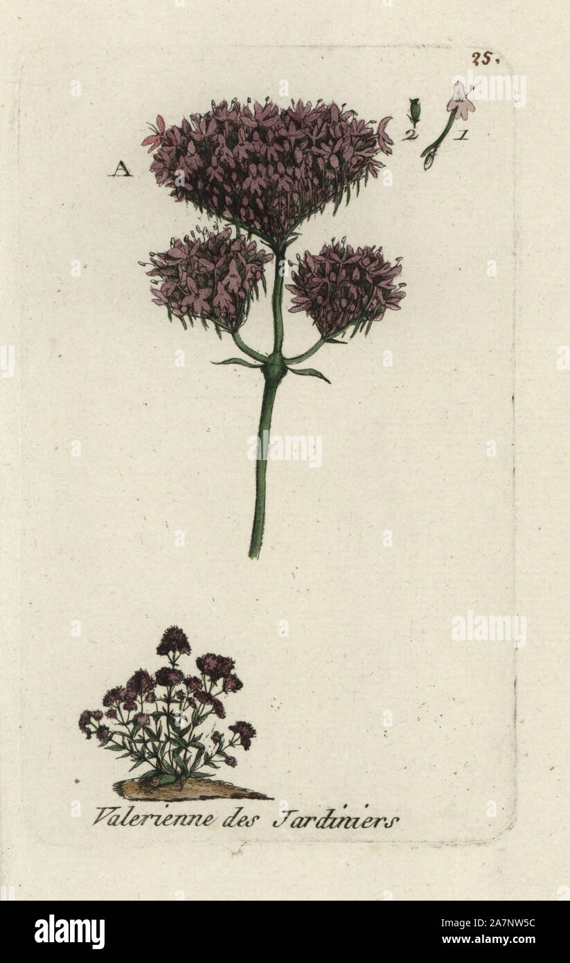 Red spur valerian, Valeriana rubra. Handcoloured botanical drawn and engraved by Pierre Bulliard from his own 'Flora Parisiensis,' 1776, Paris, P.F. Didot. Pierre Bulliard (1752-1793 was a famous French botanist who pioneered the three-colour-plate printing technique. His introduction to the flowers of Paris included 640 plants. Stock Photo
