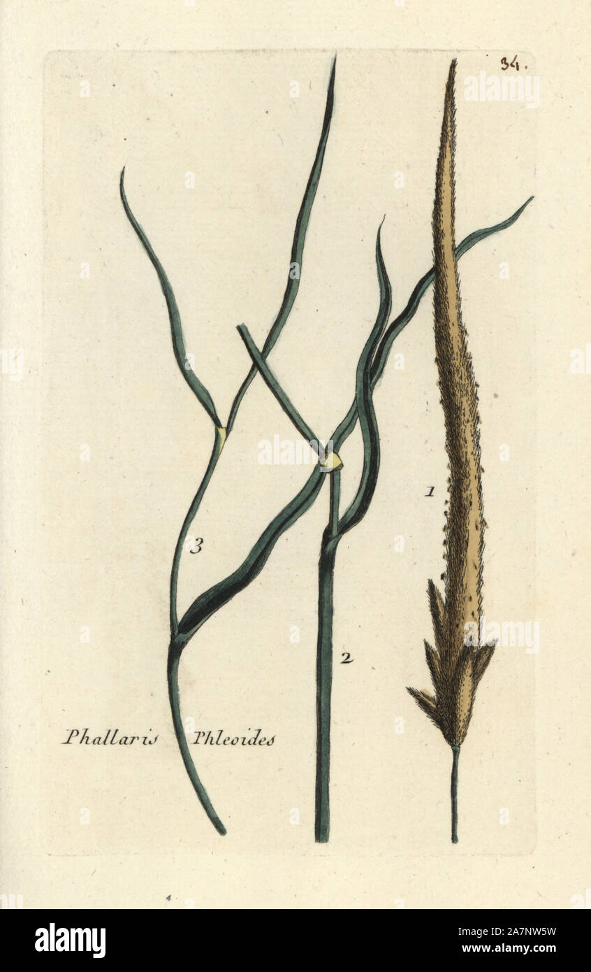 Purple-stem cat's-tail, Phleum phleiodes. Handcoloured botanical drawn and engraved by Pierre Bulliard from his own 'Flora Parisiensis,' 1776, Paris, P.F. Didot. Pierre Bulliard (1752-1793 was a famous French botanist who pioneered the three-colour-plate printing technique. His introduction to the flowers of Paris included 640 plants. Stock Photo