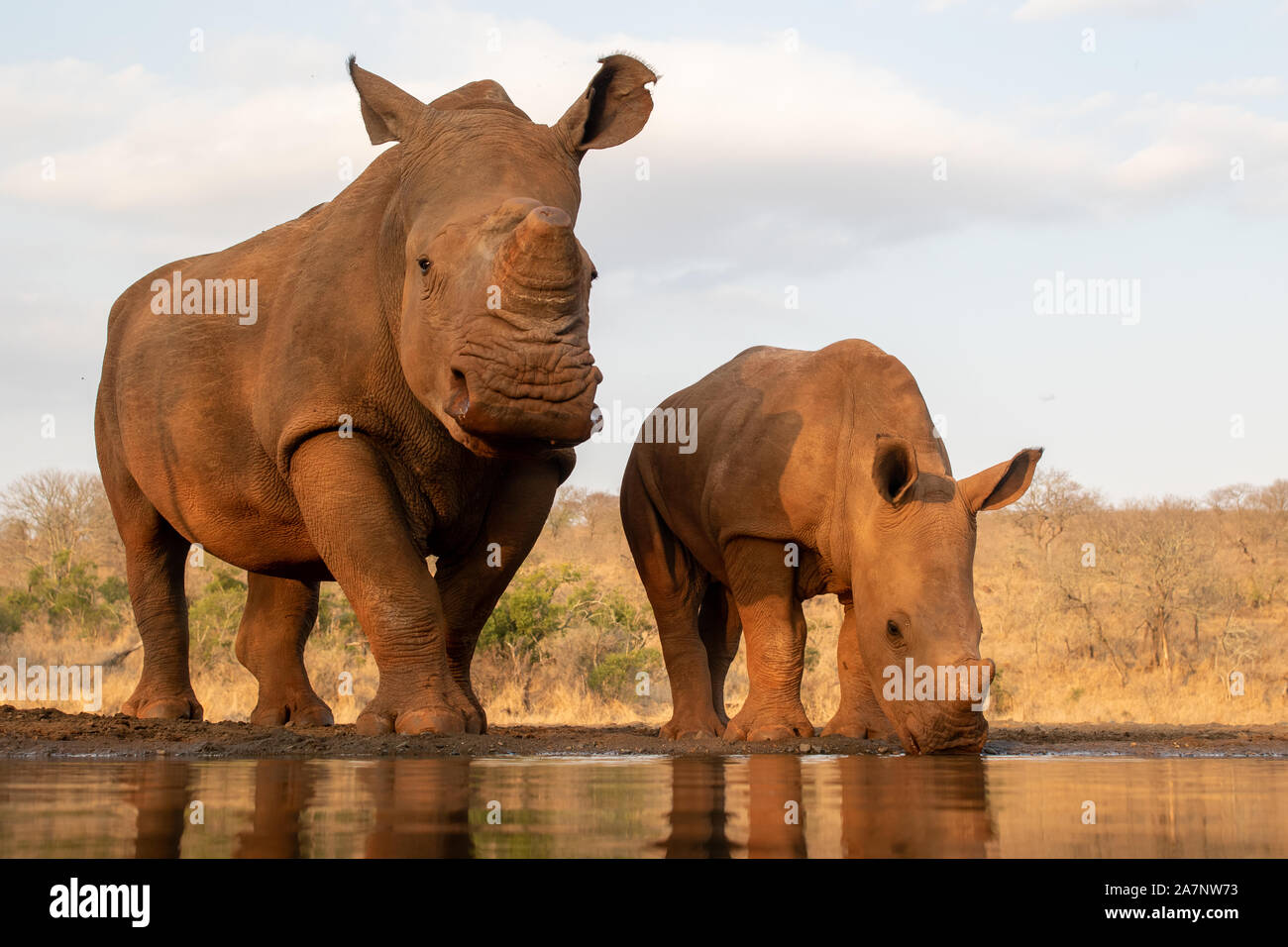 An adult and baby rhinoceros drinking together from a pool in Zimanga private game reserver Stock Photo