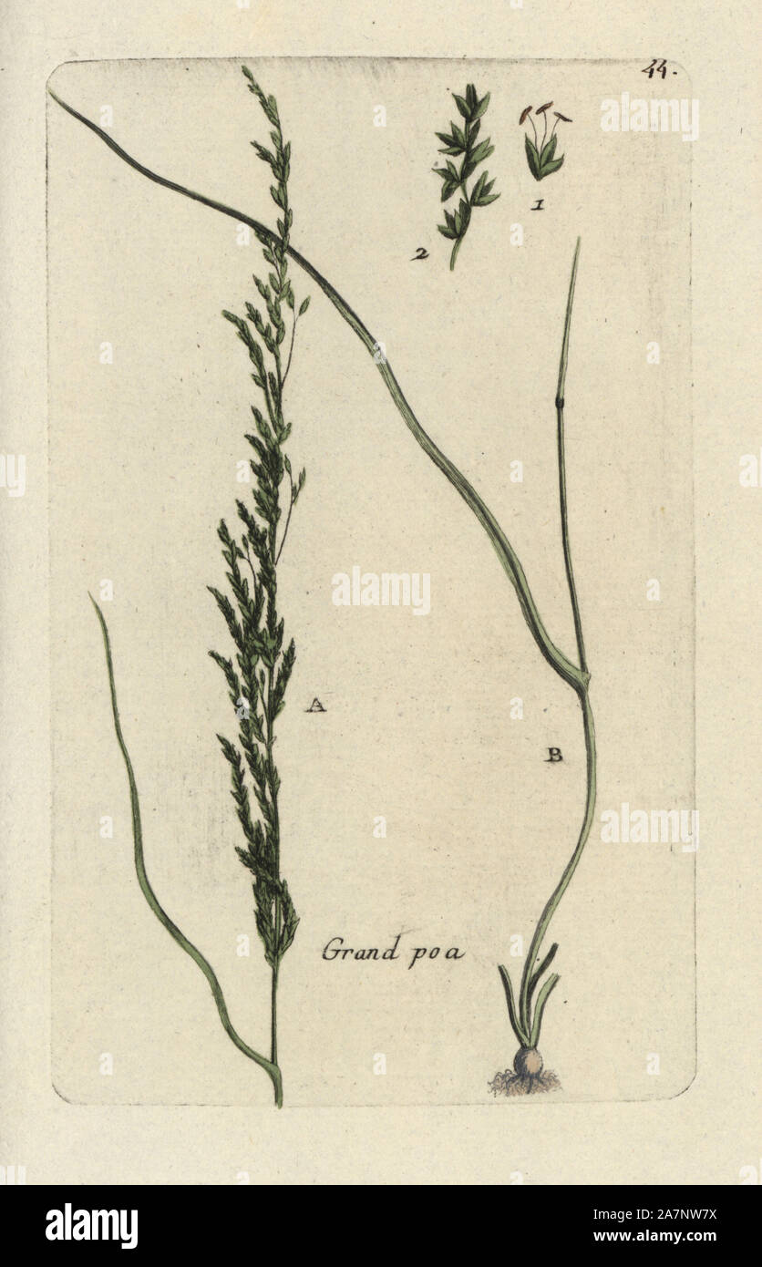 Smooth meadow-grass, Poa pratensis. Handcoloured botanical drawn and engraved by Pierre Bulliard from his own 'Flora Parisiensis,' 1776, Paris, P.F. Didot. Pierre Bulliard (1752-1793 was a famous French botanist who pioneered the three-colour-plate printing technique. His introduction to the flowers of Paris included 640 plants. Stock Photo