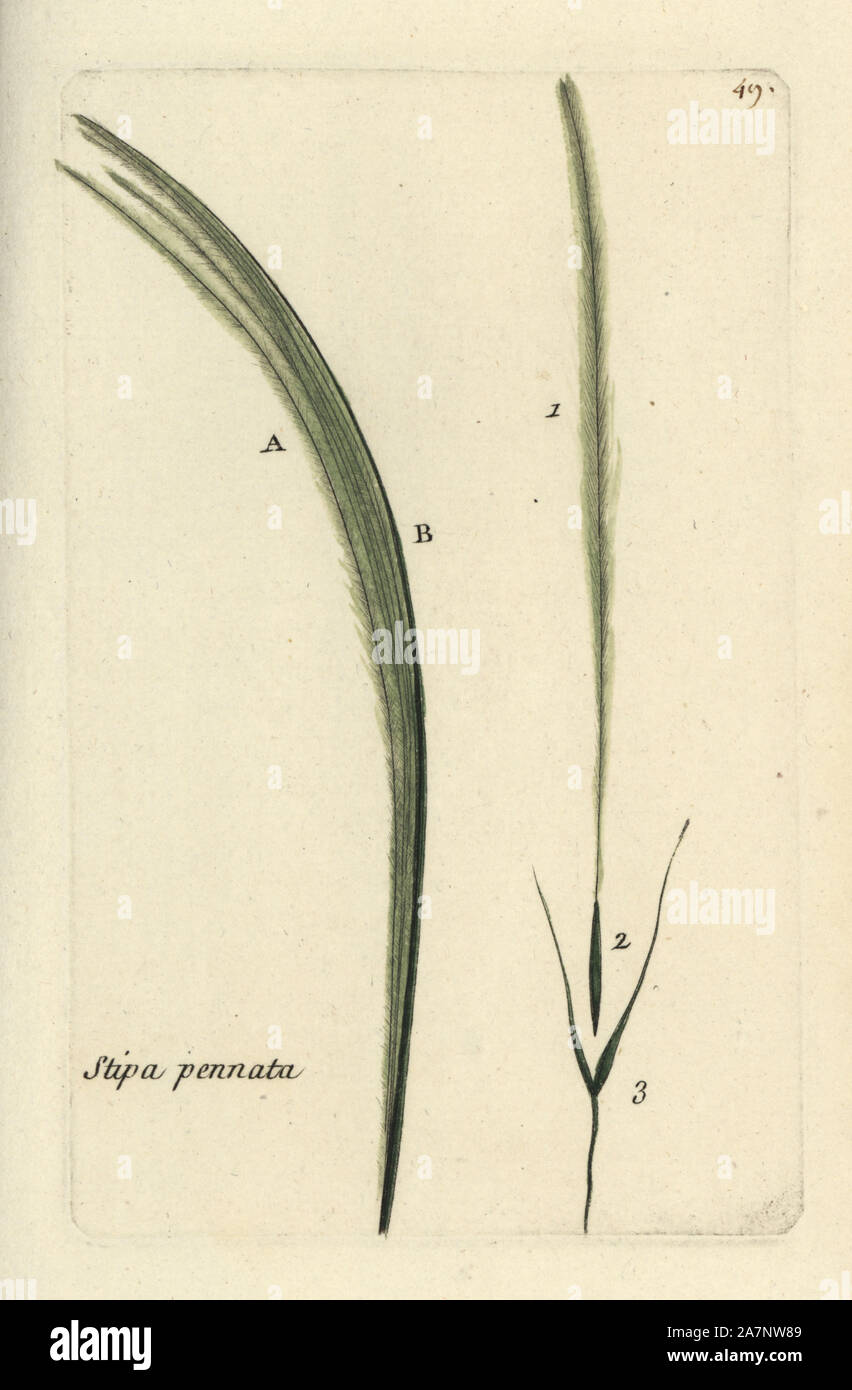 Feather grass, Stipa pennata. Handcoloured botanical drawn and engraved by Pierre Bulliard from his own 'Flora Parisiensis,' 1776, Paris, P.F. Didot. Pierre Bulliard (1752-1793 was a famous French botanist who pioneered the three-colour-plate printing technique. His introduction to the flowers of Paris included 640 plants. Stock Photo