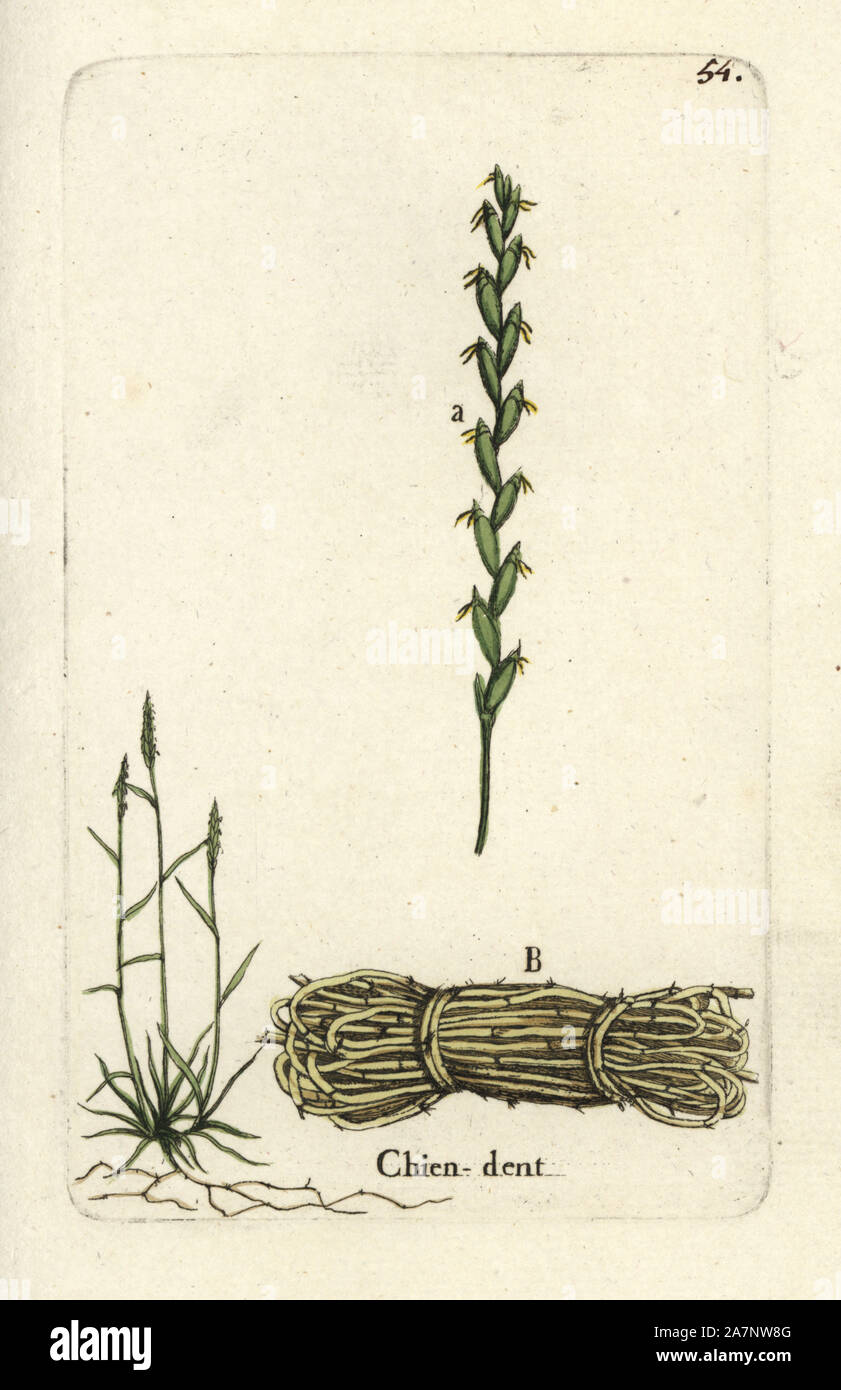 Couch grass, Elymus repens. Handcoloured botanical drawn and engraved by Pierre Bulliard from his own 'Flora Parisiensis,' 1776, Paris, P.F. Didot. Pierre Bulliard (1752-1793 was a famous French botanist who pioneered the three-colour-plate printing technique. His introduction to the flowers of Paris included 640 plants. Stock Photo
