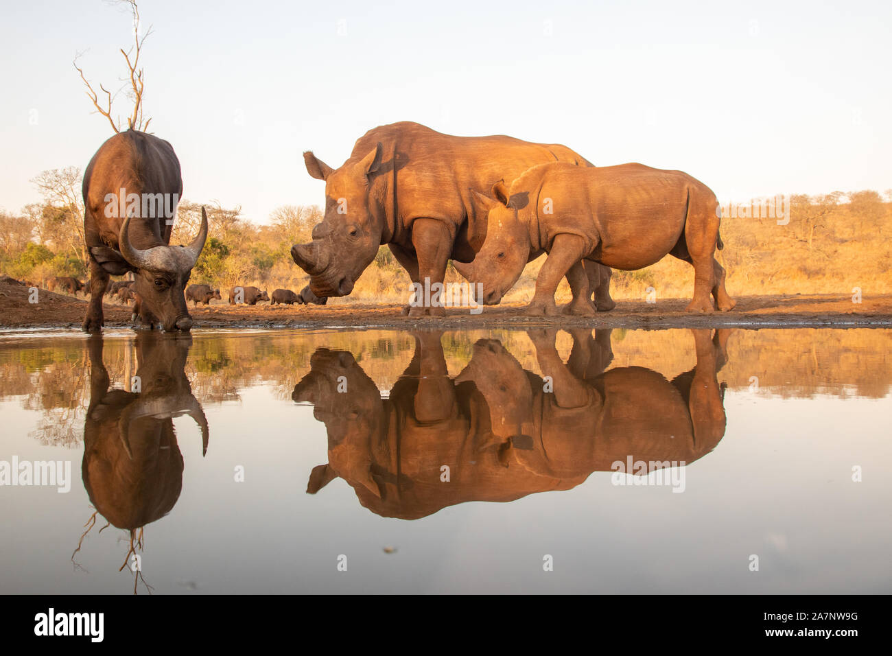 A Mother and baby rhinoceros approach a drinking Cape buffalo Stock Photo