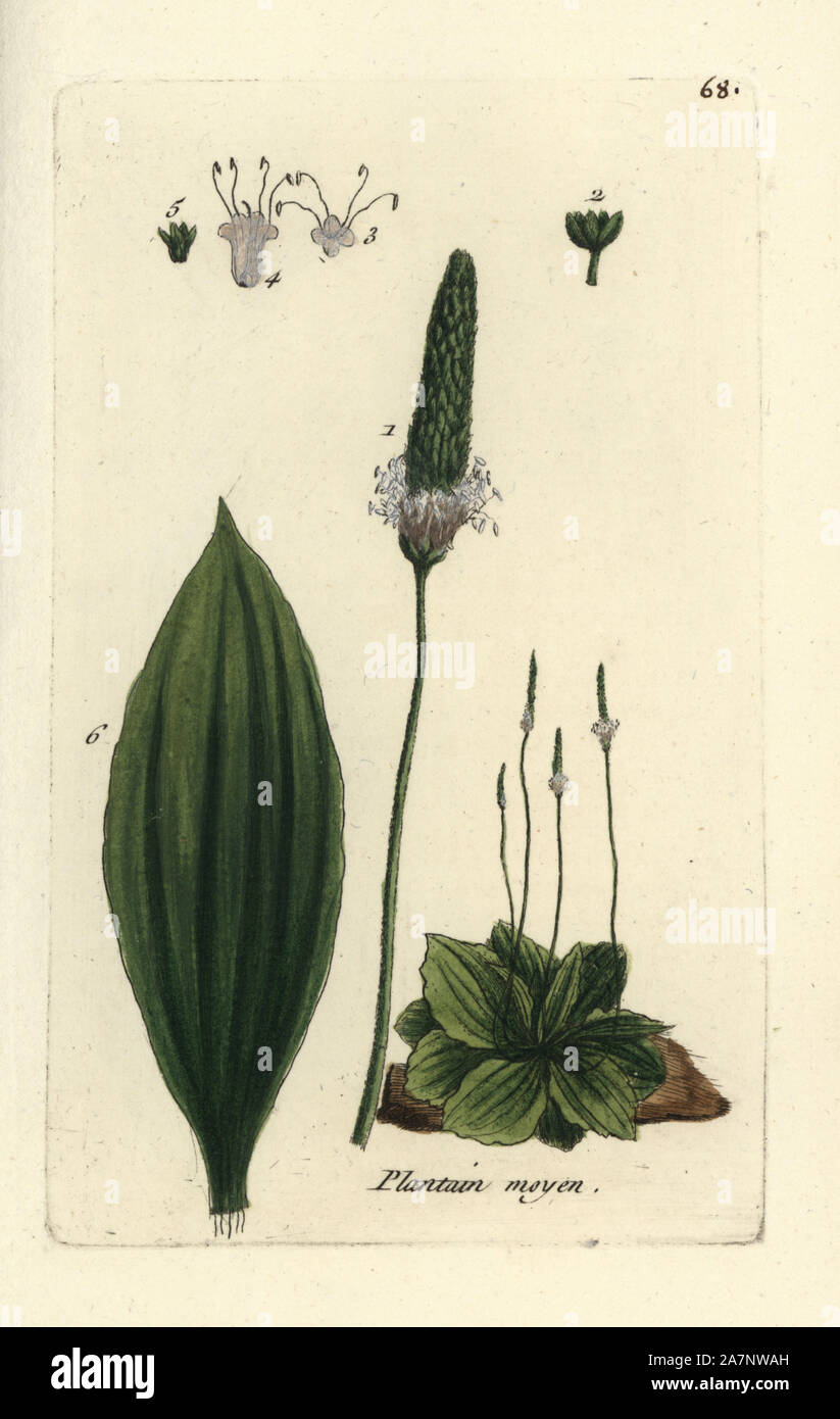 Hoary plantain, Plantago media. Handcoloured botanical drawn and engraved by Pierre Bulliard from his own 'Flora Parisiensis,' 1776, Paris, P.F. Didot. Pierre Bulliard (1752-1793) was a famous French botanist who pioneered the three-colour-plate printing technique. His introduction to the flowers of Paris included 640 plants. Stock Photo