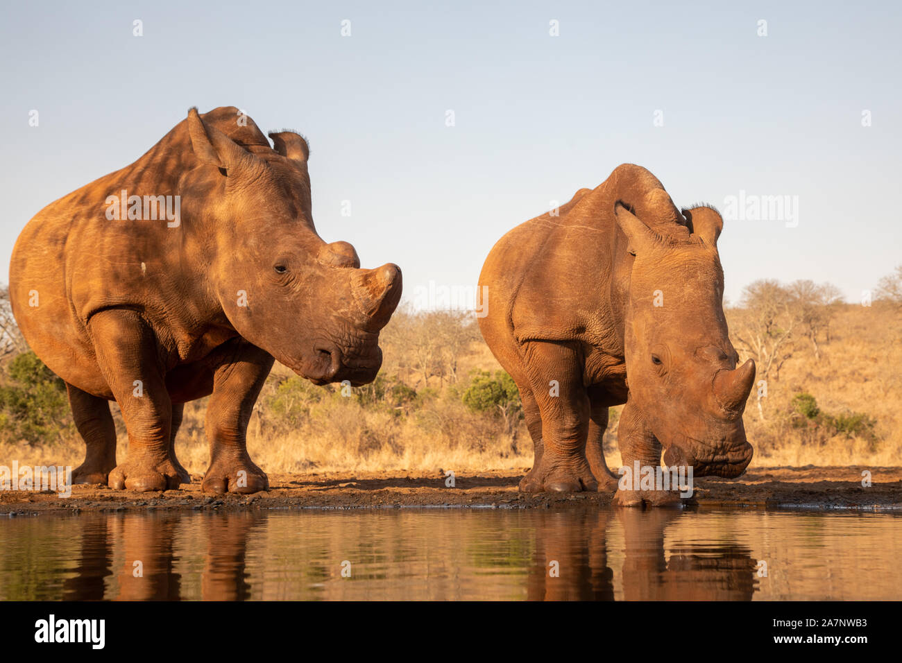 An adult and baby rhinoceros drinking together from a pool in Zimanga private game reserver Stock Photo