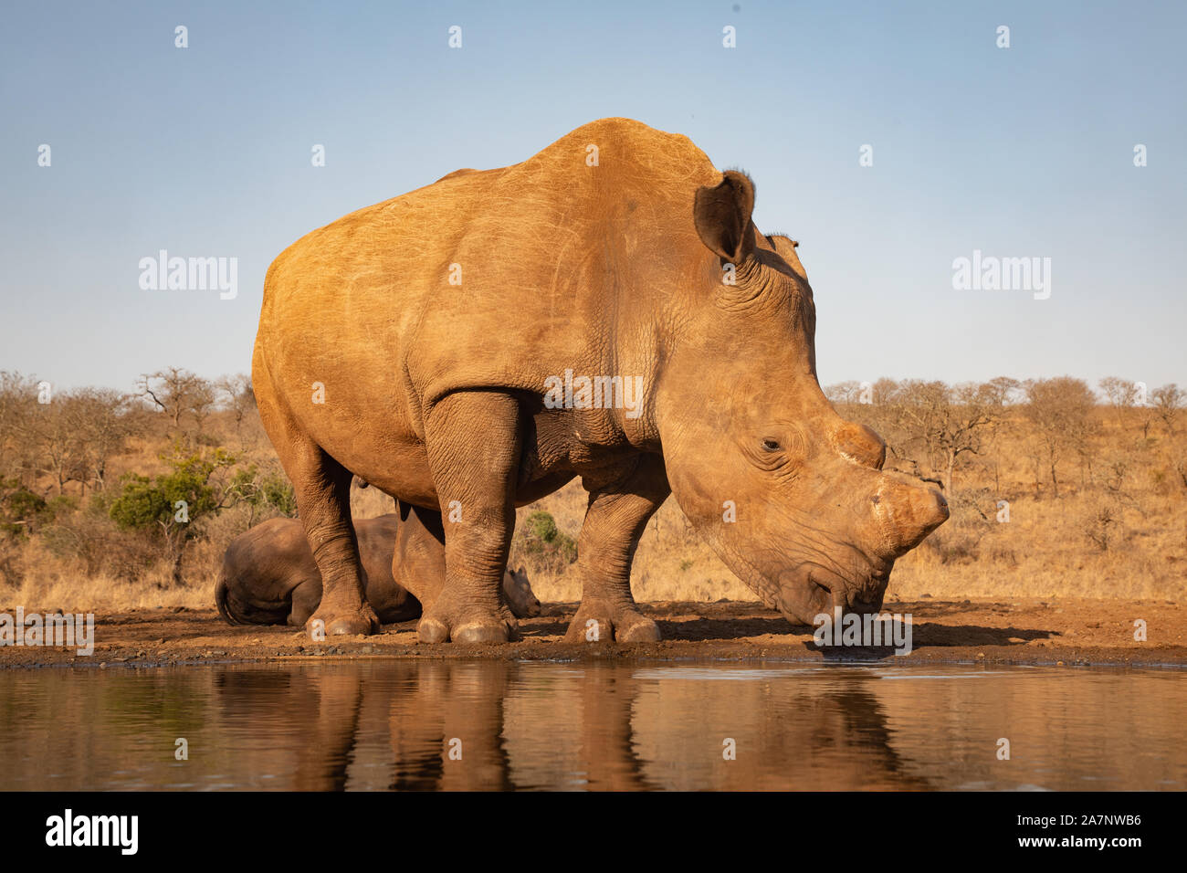 An adult rhinoceros drinking from a pool in Zimanga private game reserver Stock Photo
