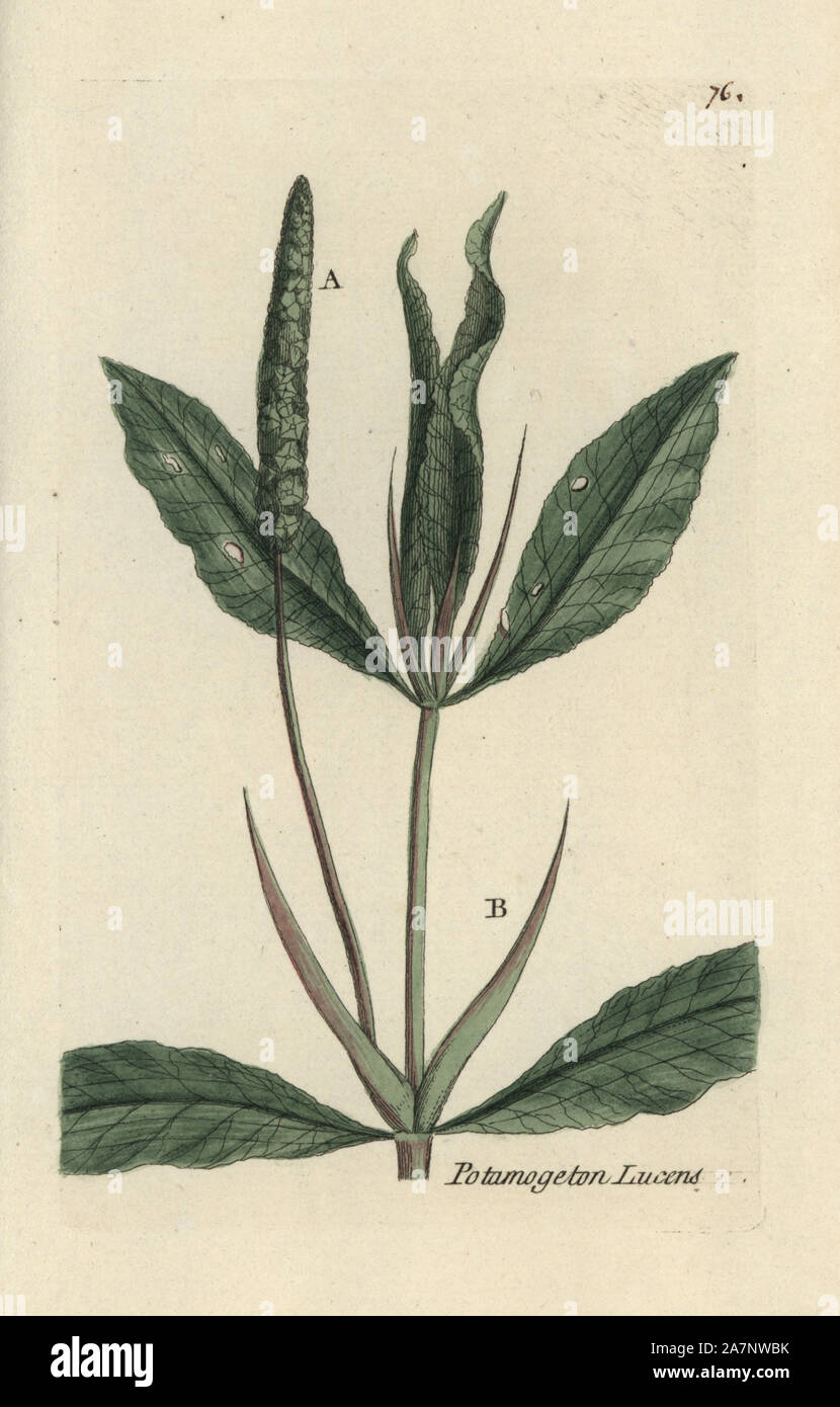 Shining pondweed, Potamogeton lucens. Handcoloured botanical drawn and engraved by Pierre Bulliard from his own 'Flora Parisiensis,' 1776, Paris, P.F. Didot. Pierre Bulliard (1752-1793) was a famous French botanist who pioneered the three-colour-plate printing technique. His introduction to the flowers of Paris included 640 plants. Stock Photo
