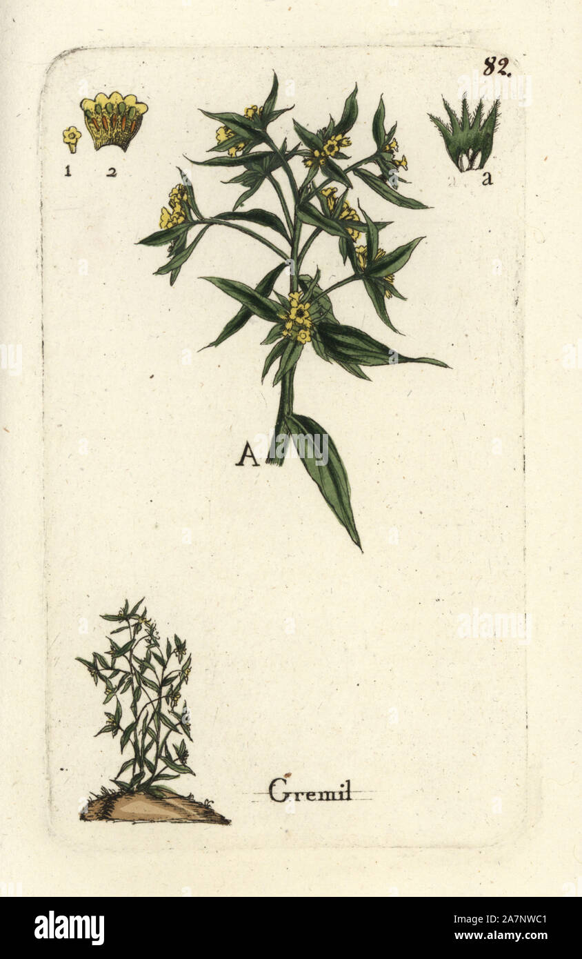 Gromwell, Lithospermum officinale. Handcoloured botanical drawn and engraved by Pierre Bulliard from his own 'Flora Parisiensis,' 1776, Paris, P.F. Didot. Pierre Bulliard (1752-1793) was a famous French botanist who pioneered the three-colour-plate printing technique. His introduction to the flowers of Paris included 640 plants. Stock Photo