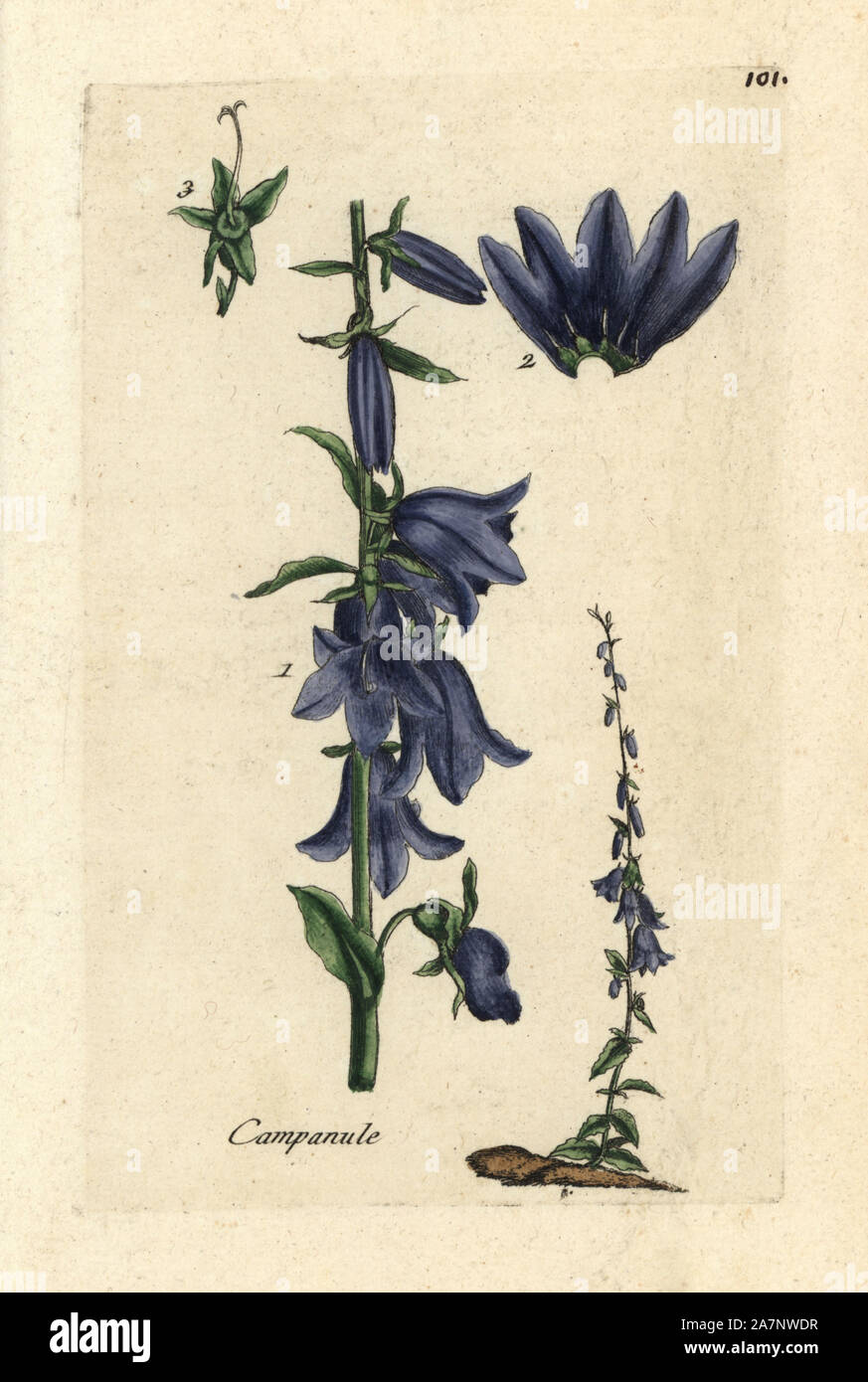 Peach-leaved bellflower, Campanula persicifolia. Handcoloured botanical drawn and engraved by Pierre Bulliard from his own 'Flora Parisiensis,' 1776, Paris, P.F. Didot. Pierre Bulliard (1752-1793) was a famous French botanist who pioneered the three-colour-plate printing technique. His introduction to the flowers of Paris included 640 plants. Stock Photo