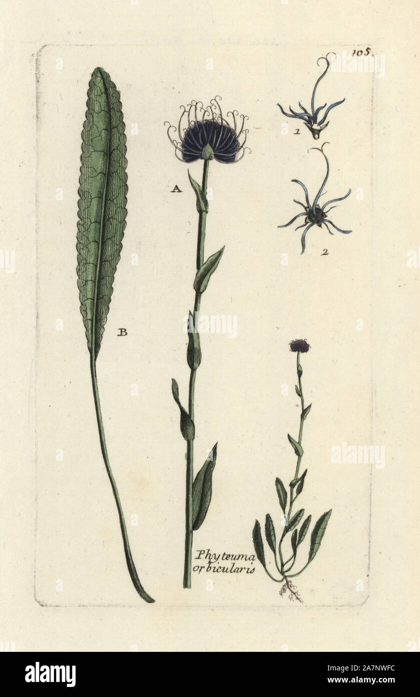 Round-headed rampion, Phyteuma orbiculare. Handcoloured botanical drawn ...