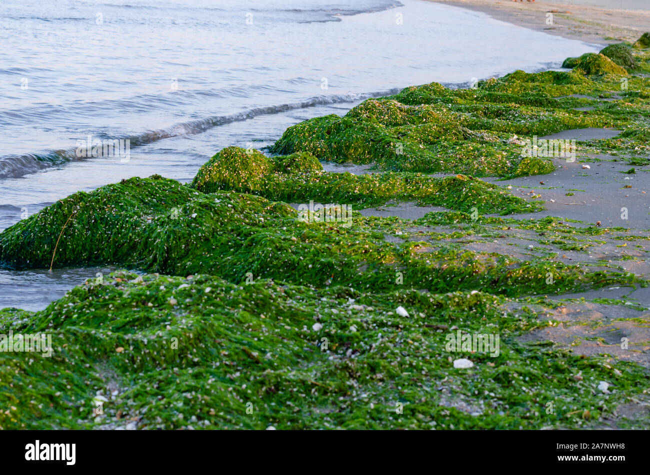Seashore Plants High Resolution Stock Photography and Images Alamy