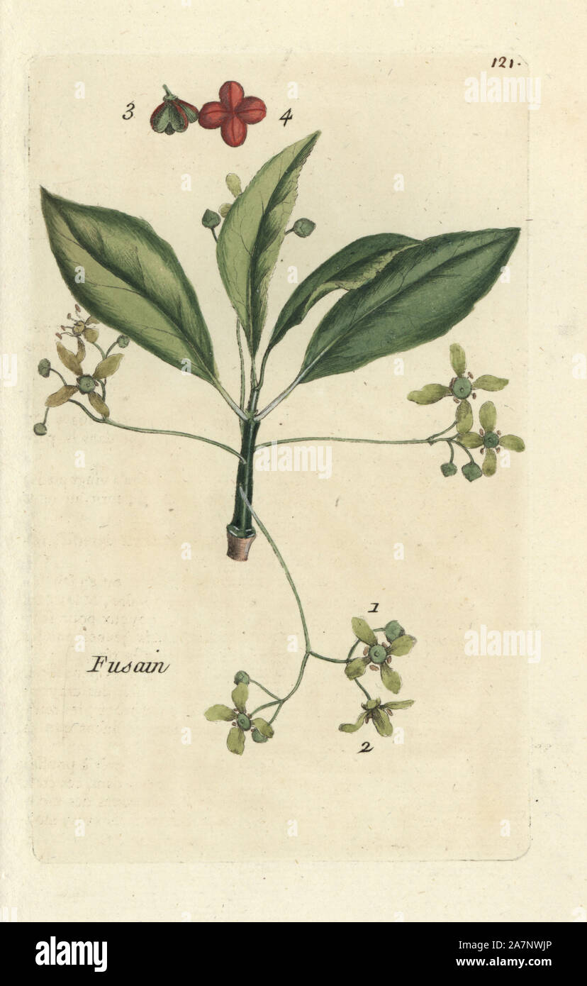 Spindle, Evonymus europaeus. Handcoloured botanical drawn and engraved by Pierre Bulliard from his own 'Flora Parisiensis,' 1776, Paris, P.F. Didot. Pierre Bulliard (1752-1793) was a famous French botanist who pioneered the three-colour-plate printing technique. His introduction to the flowers of Paris included 640 plants. Stock Photo