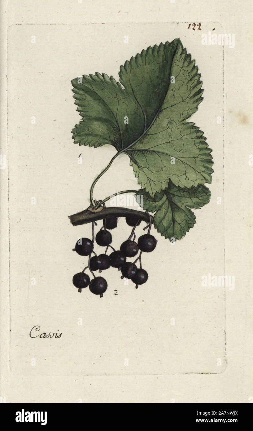 Blackcurrant, Ribes nigrum. Handcoloured botanical drawn and engraved by Pierre Bulliard from his own 'Flora Parisiensis,' 1776, Paris, P.F. Didot. Pierre Bulliard (1752-1793) was a famous French botanist who pioneered the three-colour-plate printing technique. His introduction to the flowers of Paris included 640 plants. Stock Photo