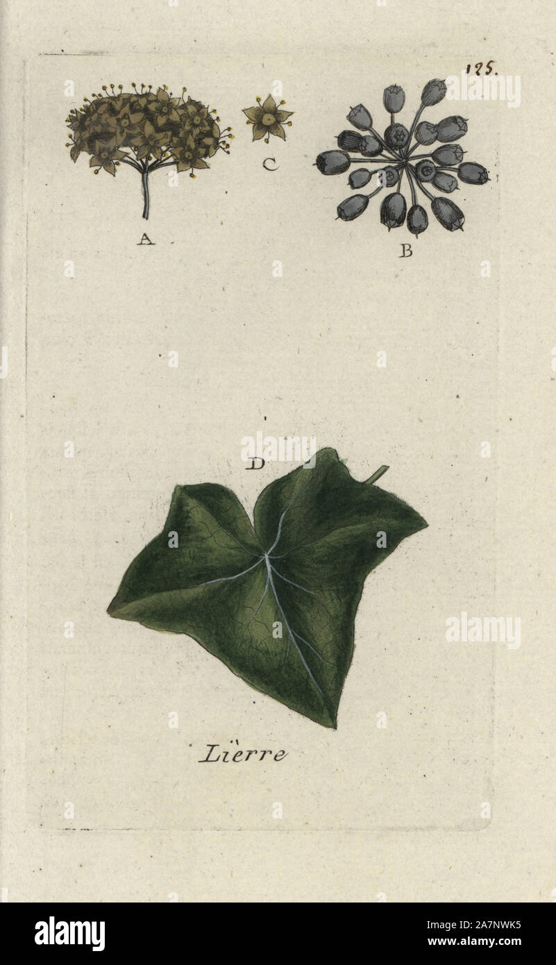 Ivy, Hedera helix. Handcoloured botanical drawn and engraved by Pierre Bulliard from his own 'Flora Parisiensis,' 1776, Paris, P.F. Didot. Pierre Bulliard (1752-1793) was a famous French botanist who pioneered the three-colour-plate printing technique. His introduction to the flowers of Paris included 640 plants. Stock Photo