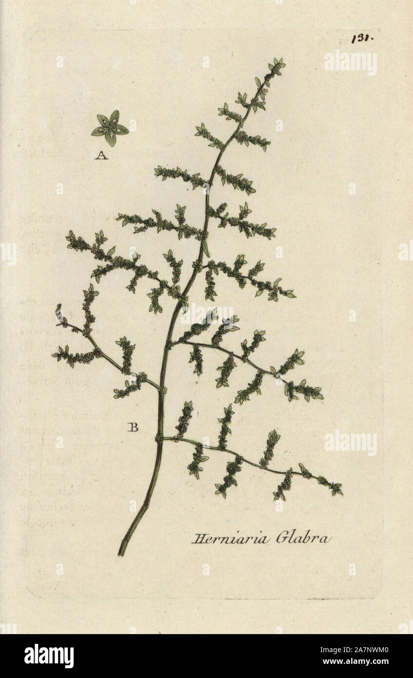 Rupturewort, Herniaria glabra. Handcoloured botanical drawn and engraved by Pierre Bulliard from his own 'Flora Parisiensis,' 1776, Paris, P. F. Didot. Pierre Bulliard (1752-1793) was a famous French botanist who pioneered the three-colour-plate printing technique. His introduction to the flowers of Paris included 640 plants. Stock Photo