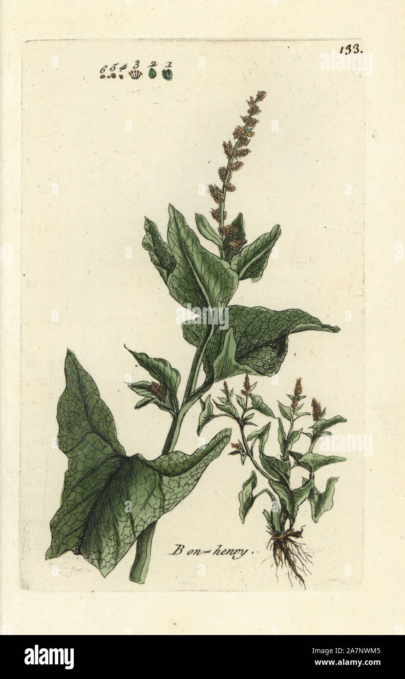 English mercury or Good King Henry, Chenopodium bonus-henricus. Handcoloured botanical drawn and engraved by Pierre Bulliard from his own 'Flora Parisiensis,' 1776, Paris, P. F. Didot. Pierre Bulliard (1752-1793) was a famous French botanist who pioneered the three-colour-plate printing technique. His introduction to the flowers of Paris included 640 plants. Stock Photo