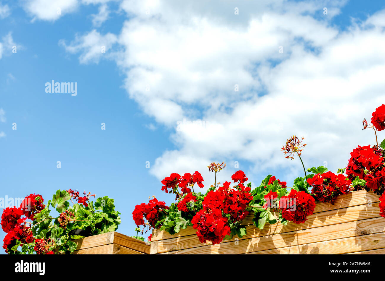 Low angle view of red  horseshoe geranium flower in wooden pot on the porch of a house  agains blue sky . Stock Photo