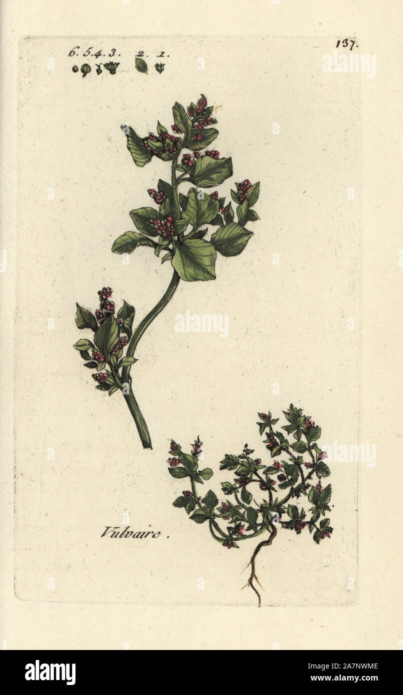 Stinking goosefoot, Chenopodium vulvaria. Handcoloured botanical drawn and engraved by Pierre Bulliard from his own 'Flora Parisiensis,' 1776, Paris, P. F. Didot. Pierre Bulliard (1752-1793) was a famous French botanist who pioneered the three-colour-plate printing technique. His introduction to the flowers of Paris included 640 plants. Stock Photo
