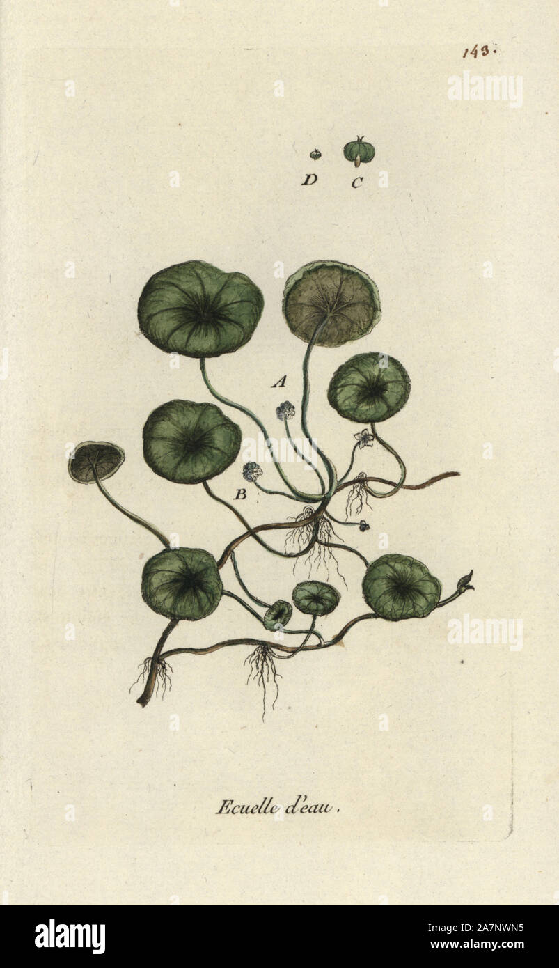 Marsh pennywort, Hydrocotyle vulgaris. Handcoloured botanical drawn and engraved by Pierre Bulliard from his own 'Flora Parisiensis,' 1776, Paris, P. F. Didot. Pierre Bulliard (1752-1793) was a famous French botanist who pioneered the three-colour-plate printing technique. His introduction to the flowers of Paris included 640 plants. Stock Photo