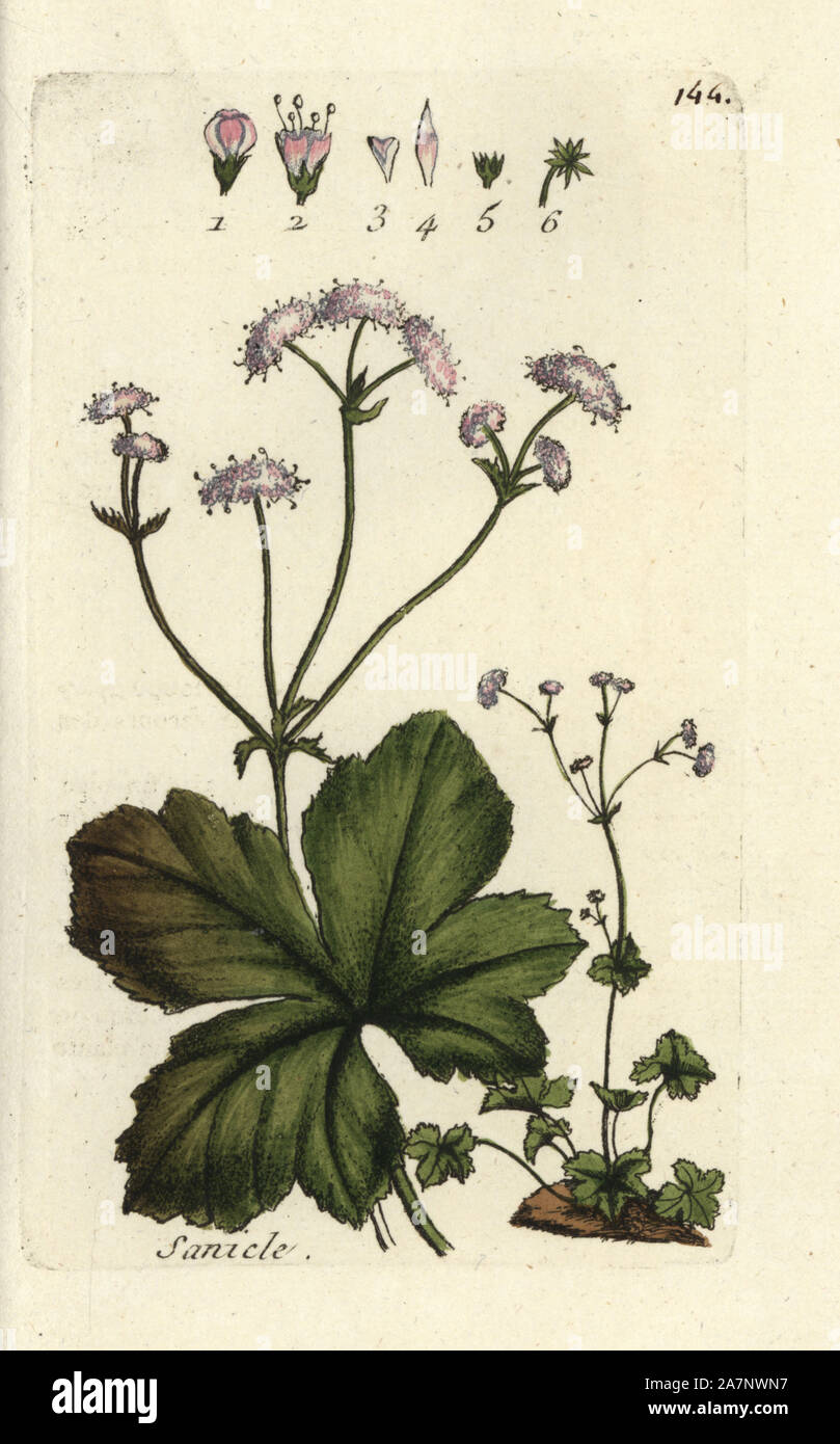 Wood sanicle, Sanicula officinalis. Handcoloured botanical drawn and engraved by Pierre Bulliard from his own 'Flora Parisiensis,' 1776, Paris, P. F. Didot. Pierre Bulliard (1752-1793) was a famous French botanist who pioneered the three-colour-plate printing technique. His introduction to the flowers of Paris included 640 plants. Stock Photo