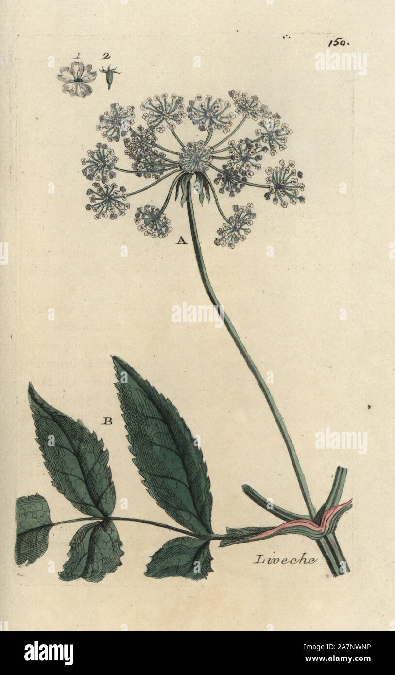 Lovage, Ligusticum levisticum. Handcoloured botanical drawn and engraved by Pierre Bulliard from his own 'Flora Parisiensis,' 1776, Paris, P. F. Didot. Pierre Bulliard (1752-1793) was a famous French botanist who pioneered the three-colour-plate printing technique. His introduction to the flowers of Paris included 640 plants. Stock Photo