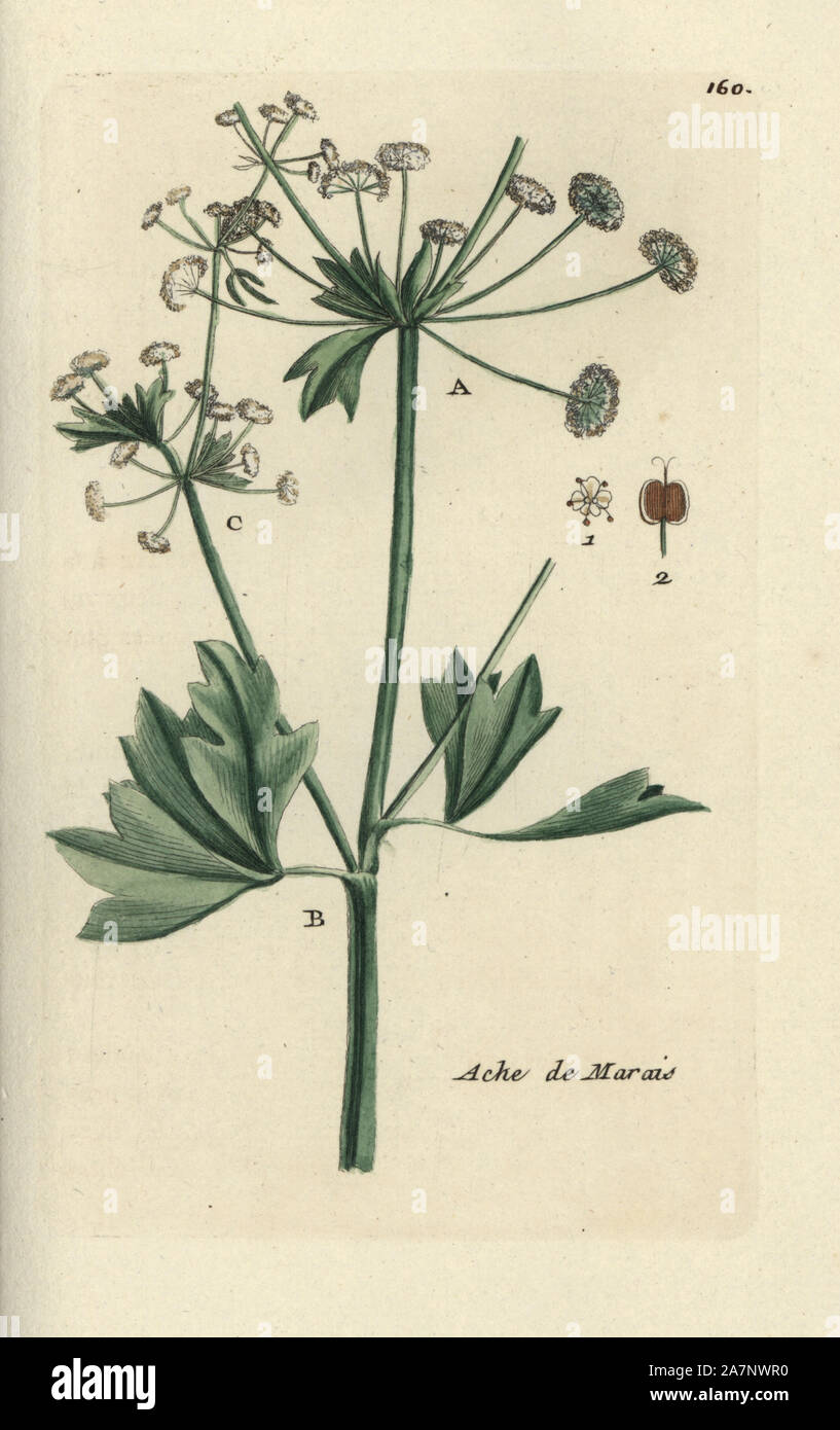 Celery, Apium graveolens. Handcoloured engraving by Pierre Bulliard from his own 'Flora Parisiensis,' 1776, Paris, P.F. Didot. Pierre Bulliard (1752-1793 was a famous French botanist who pioneered the three-colour-plate printing technique. His introduction to the flowers of Paris included 640 plants. Stock Photo