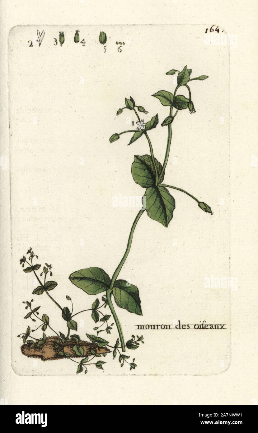 Chickweed, Alsine media. Handcoloured botanical drawn and engraved by Pierre Bulliard from his own 'Flora Parisiensis,' 1776, Paris, P. F. Didot. Pierre Bulliard (1752-1793) was a famous French botanist who pioneered the three-colour-plate printing technique. His introduction to the flowers of Paris included 640 plants. Stock Photo