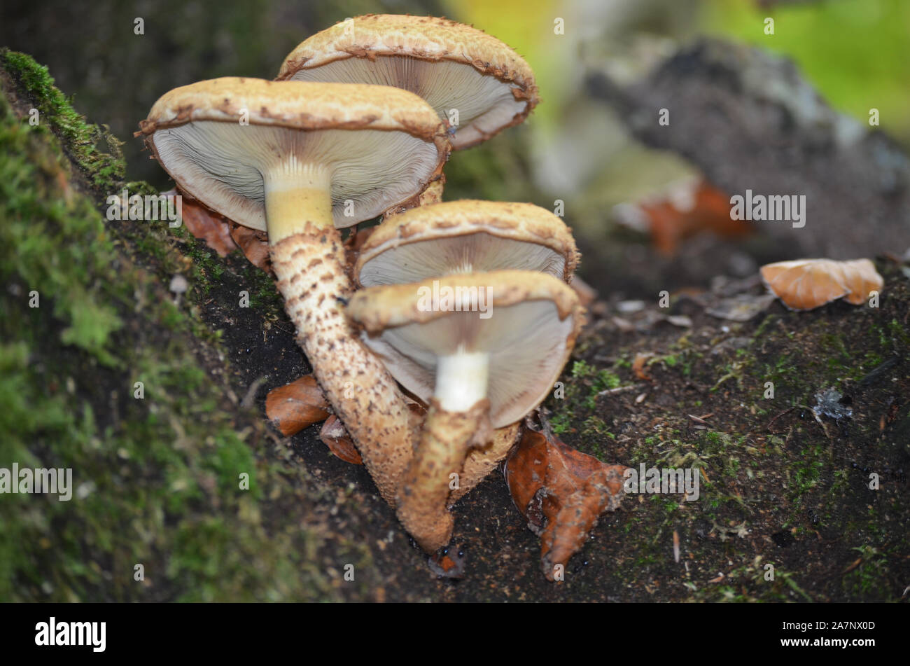 Great diversity of wild mushroom species in the beech forests of Sierra de Urbasa, Nafarroa, Northern Iberian Peninsula Stock Photo