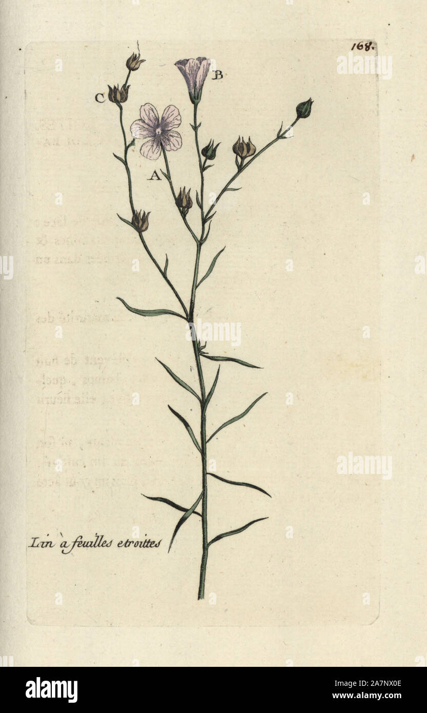 Narrow-leaved flax, Linum tenuifolium. Handcoloured botanical drawn and engraved by Pierre Bulliard from his own 'Flora Parisiensis,' 1776, Paris, P. F. Didot. Pierre Bulliard (1752-1793) was a famous French botanist who pioneered the three-colour-plate printing technique. His introduction to the flowers of Paris included 640 plants. Stock Photo
