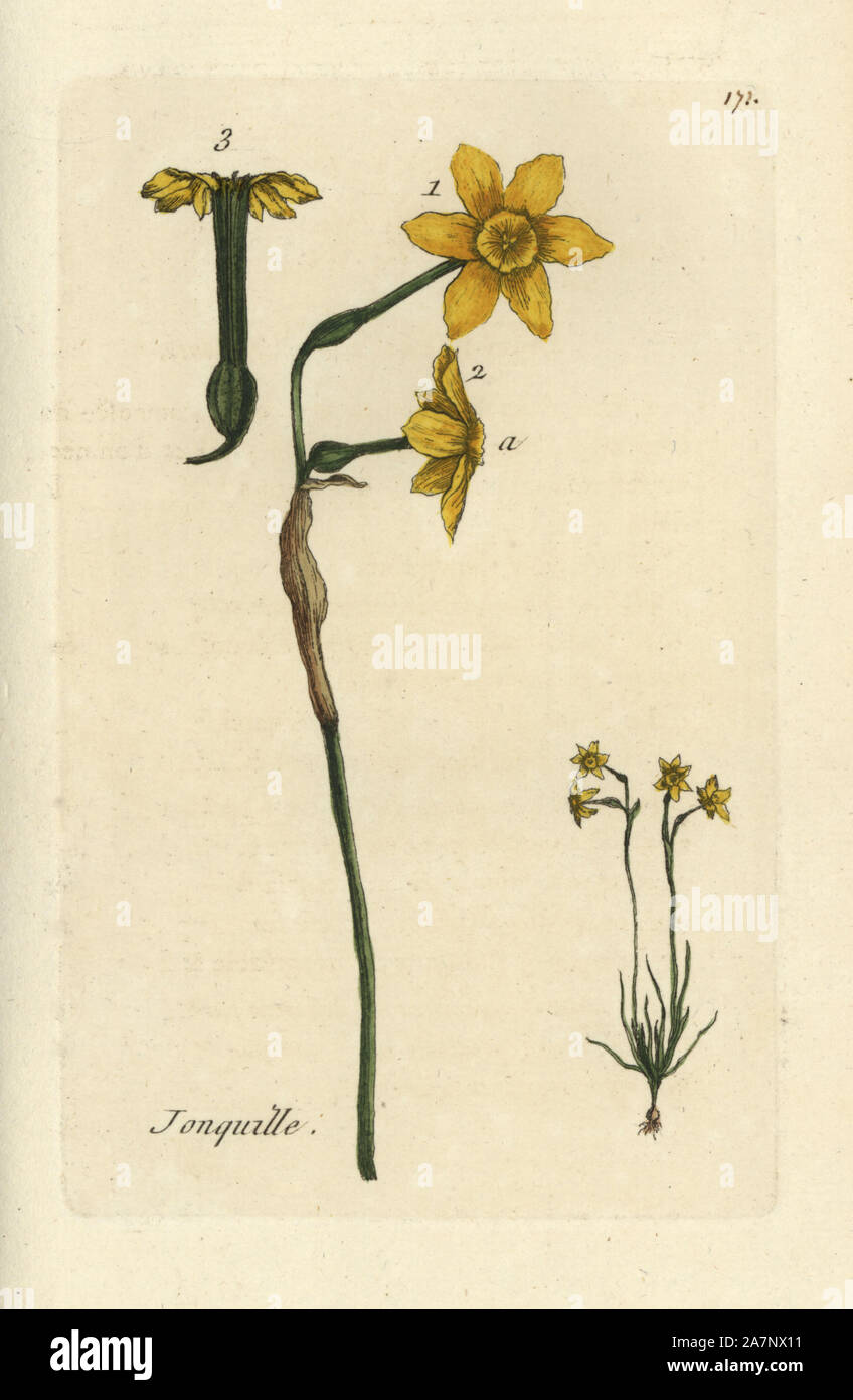 Jonquil, Narcissus jonquilla. Handcoloured botanical drawn and engraved by Pierre Bulliard from his own 'Flora Parisiensis,' 1776, Paris, P. F. Didot. Pierre Bulliard (1752-1793) was a famous French botanist who pioneered the three-colour-plate printing technique. His introduction to the flowers of Paris included 640 plants. Stock Photo