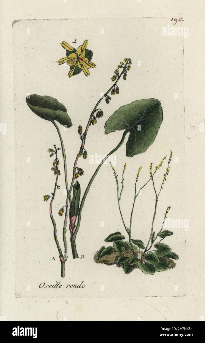 Buckler leaved sorrel, Rumex scutatus. Handcoloured botanical drawn and engraved by Pierre Bulliard from his own 'Flora Parisiensis,' 1776, Paris, P. F. Didot. Pierre Bulliard (1752-1793) was a famous French botanist who pioneered the three-colour-plate printing technique. His introduction to the flowers of Paris included 640 plants. Stock Photo