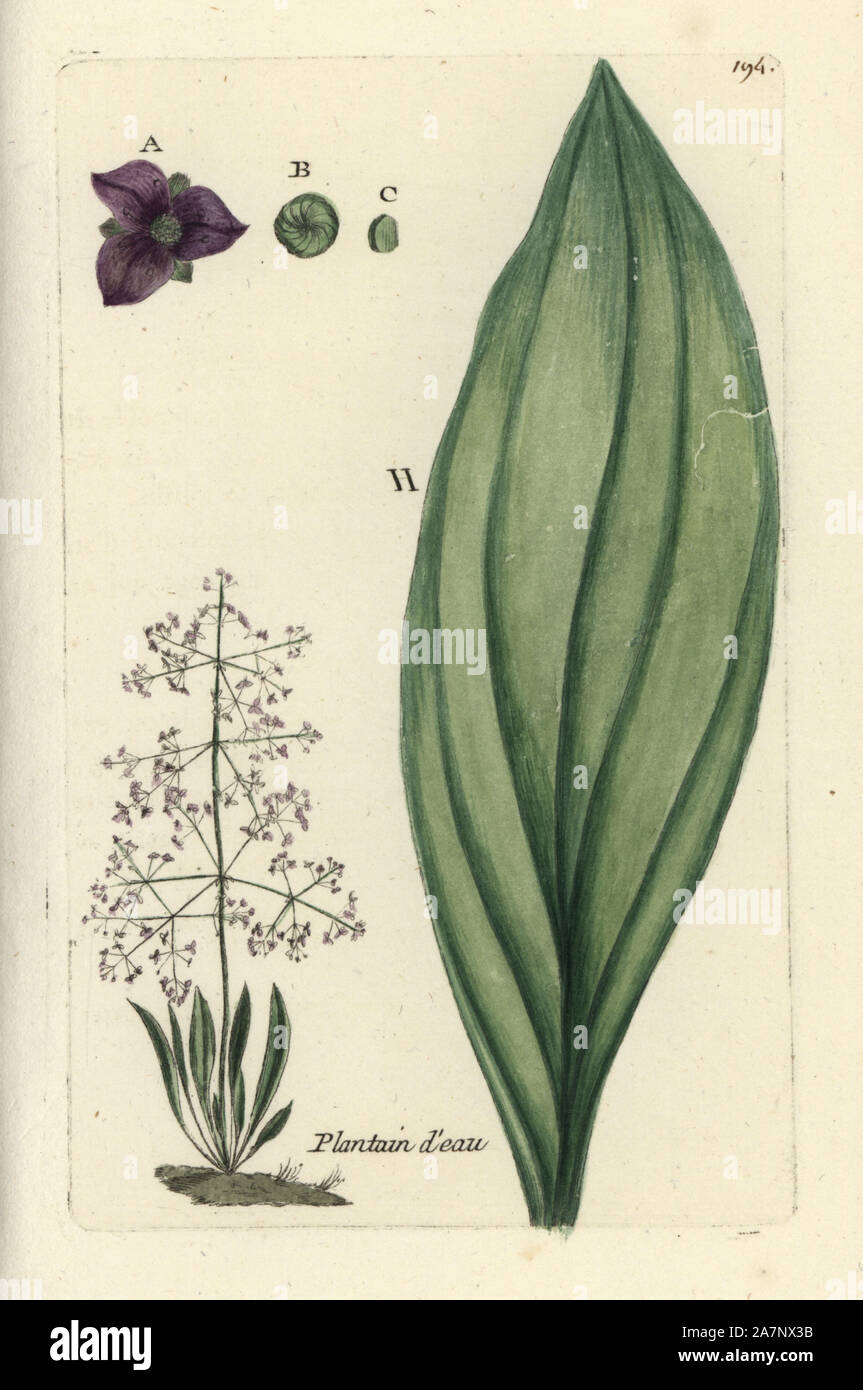 Common water-plantain, Alisma plantago. Handcoloured botanical drawn and engraved by Pierre Bulliard from his own 'Flora Parisiensis,' 1776, Paris, P. F. Didot. Pierre Bulliard (1752-1793) was a famous French botanist who pioneered the three-colour-plate printing technique. His introduction to the flowers of Paris included 640 plants. Stock Photo