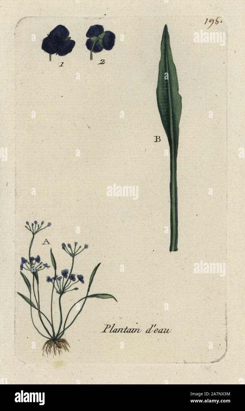 Lesser water plantain, Alisma ranunculoides. Handcoloured botanical drawn and engraved by Pierre Bulliard from his own 'Flora Parisiensis,' 1776, Paris, P. F. Didot. Pierre Bulliard (1752-1793) was a famous French botanist who pioneered the three-colour-plate printing technique. His introduction to the flowers of Paris included 640 plants. Stock Photo