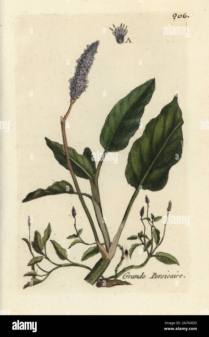 Water knotweed, Persicaria amphibia. Handcoloured botanical drawn and engraved by Pierre Bulliard from his own 'Flora Parisiensis,' 1776, Paris, P. F. Didot. Pierre Bulliard (1752-1793) was a famous French botanist who pioneered the three-colour-plate printing technique. His introduction to the flowers of Paris included 640 plants. Stock Photo