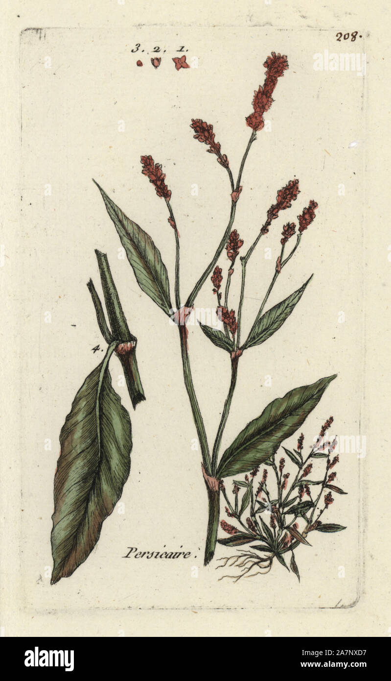Redshank, Persicaria maculosa. Handcoloured botanical drawn and engraved by Pierre Bulliard from his own 'Flora Parisiensis,' 1776, Paris, P. F. Didot. Pierre Bulliard (1752-1793) was a famous French botanist who pioneered the three-colour-plate printing technique. His introduction to the flowers of Paris included 640 plants. Stock Photo
